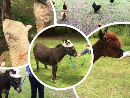 A visit to Huckleberry Woods, micro animal adventures..