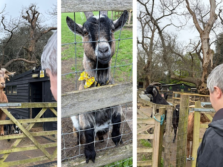 Meeting one very posh goat in a bow tie....