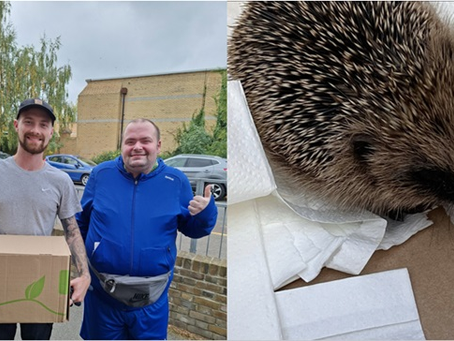 Meet Harry the Homersham Hedgehog!