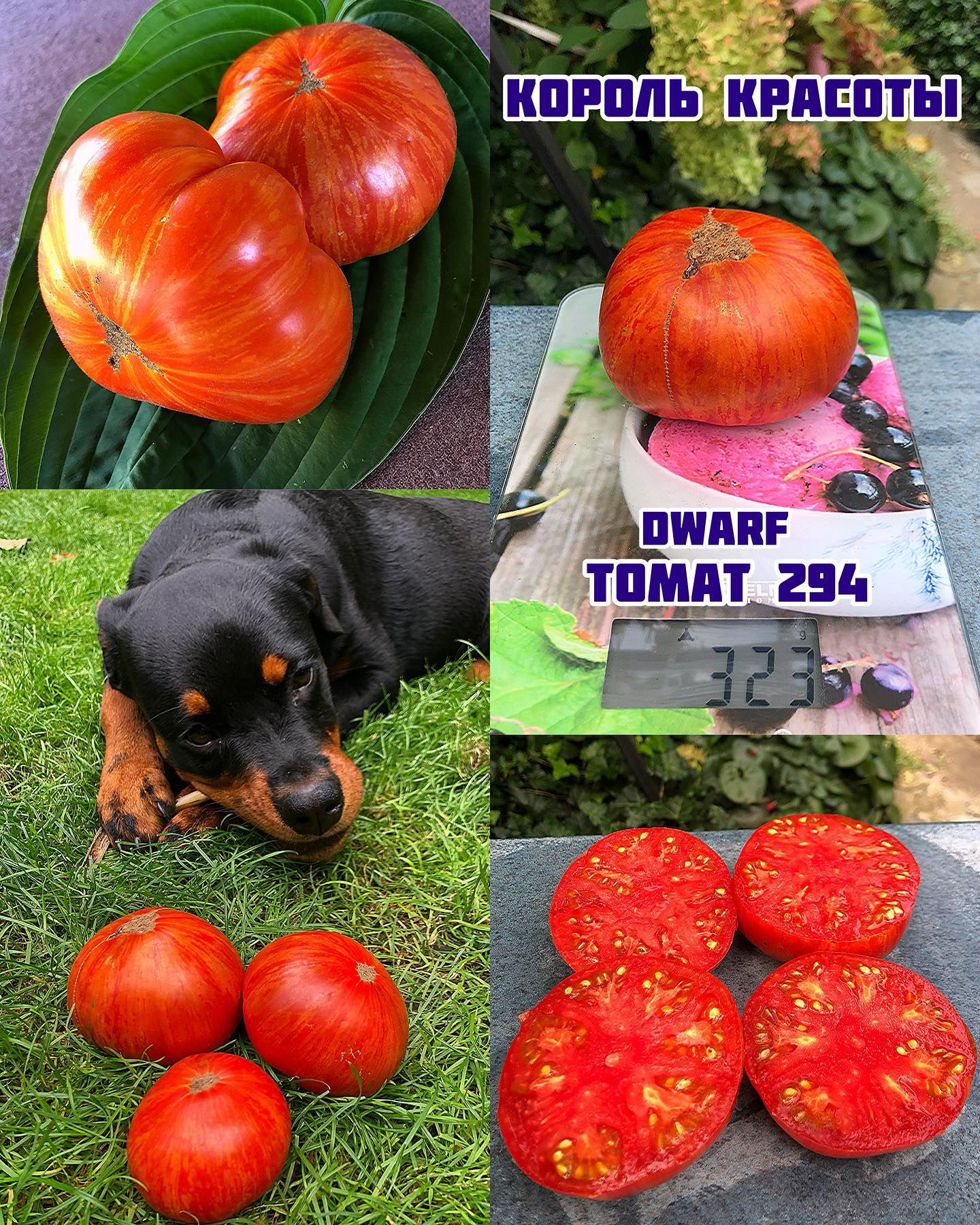 «Король красоты»Dwarf Beauty King