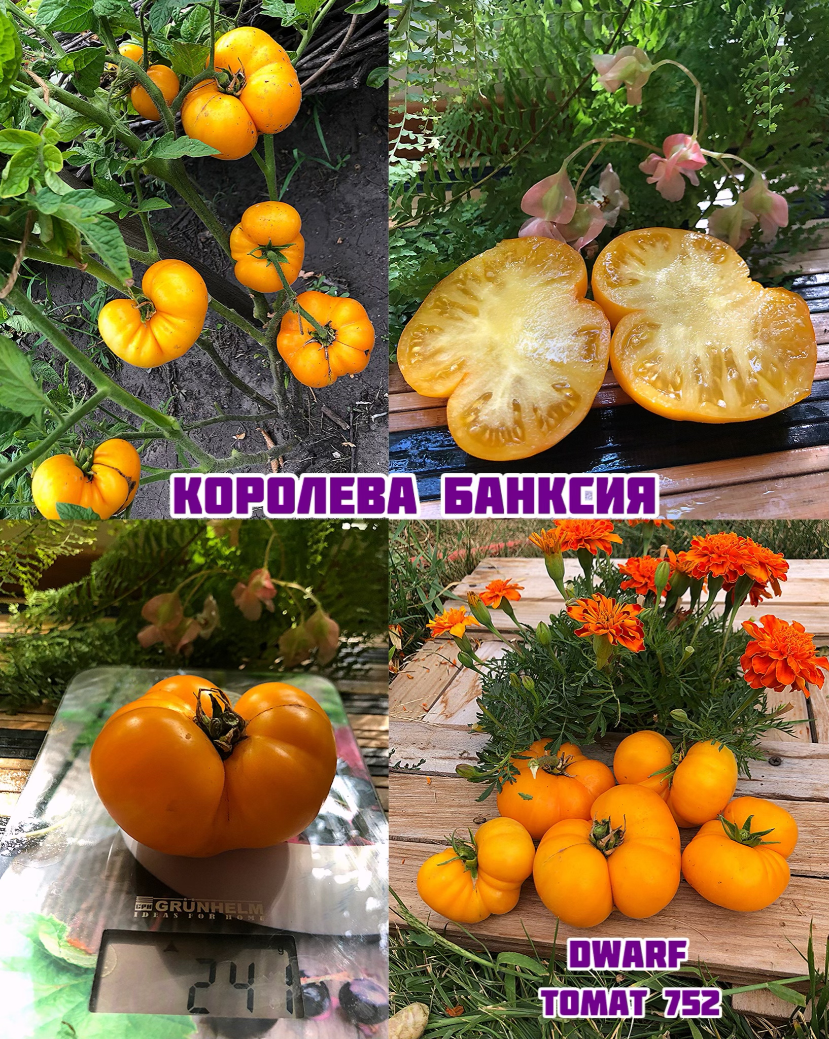 «Королева Банксия»Banksia Queen