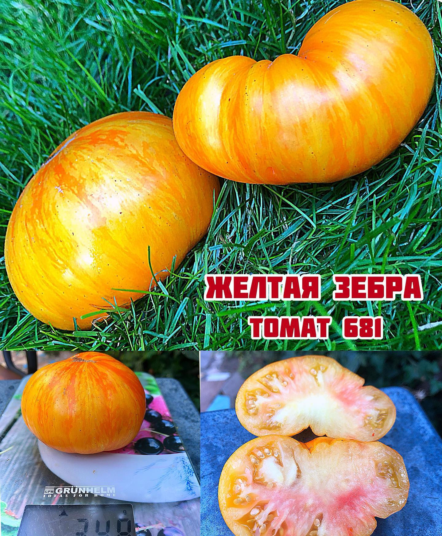 «Желтая зебра»»Big Yellow Zebra