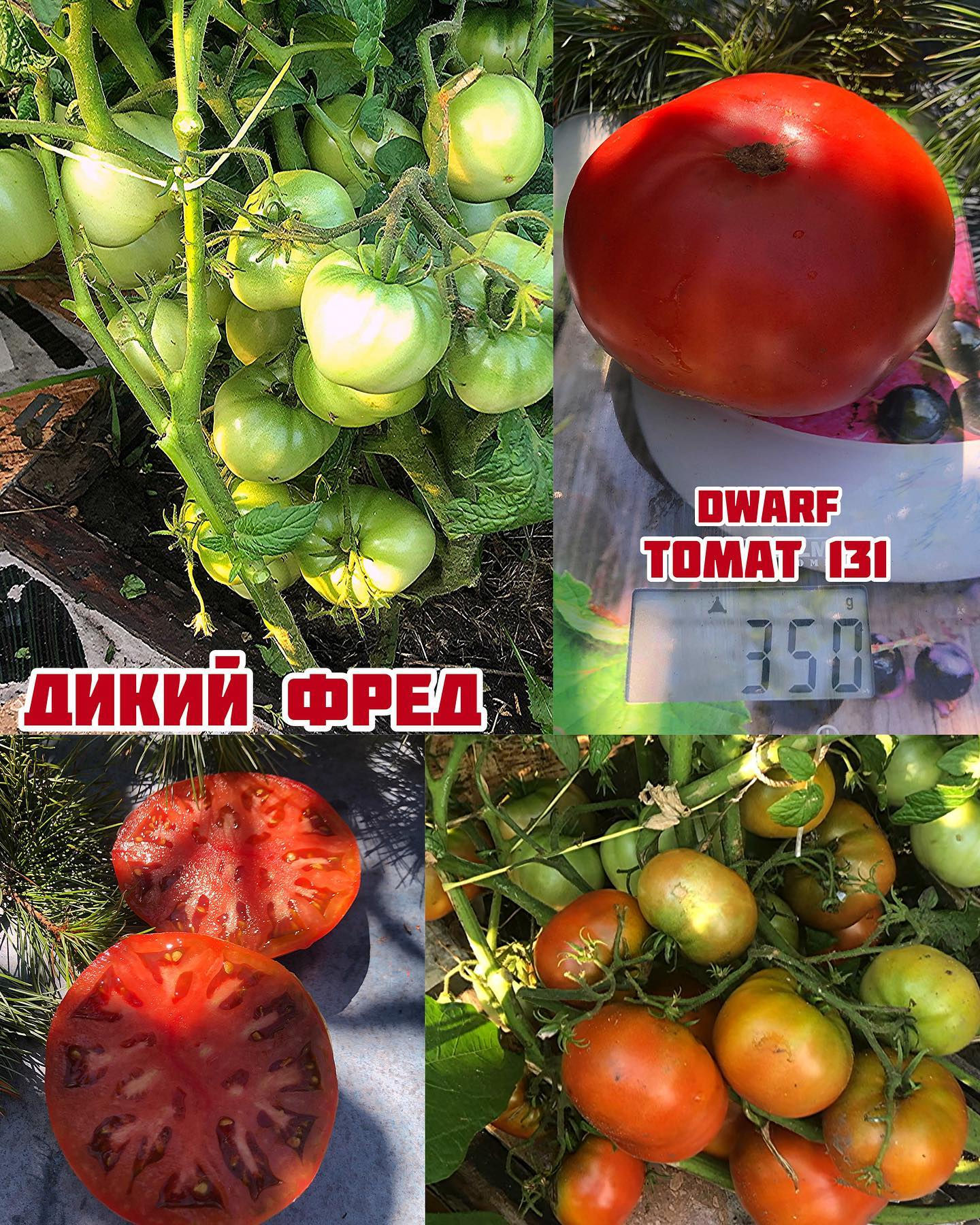 «Дикий Фред»Wild Fred