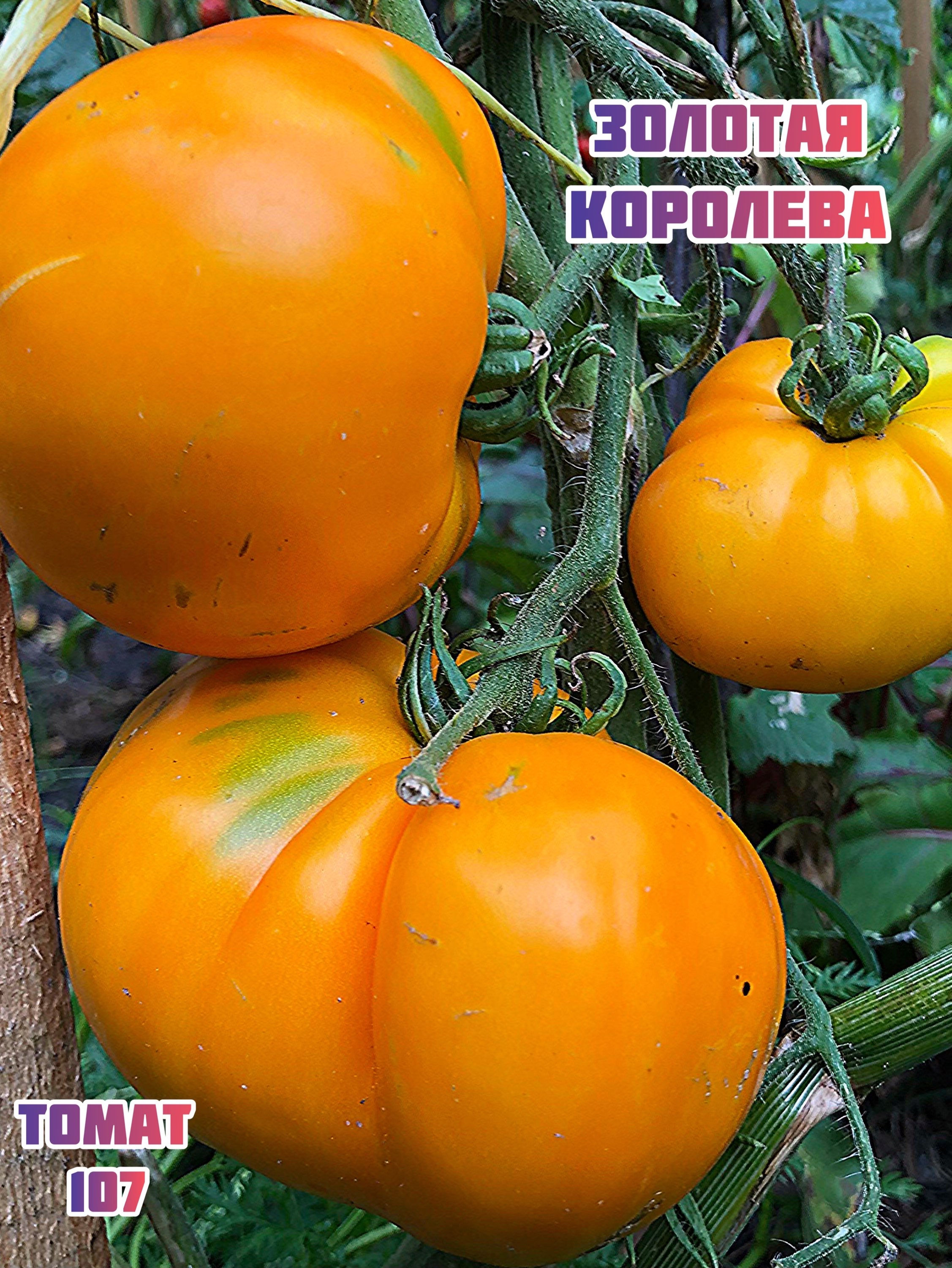 Томат «Золотая королева»