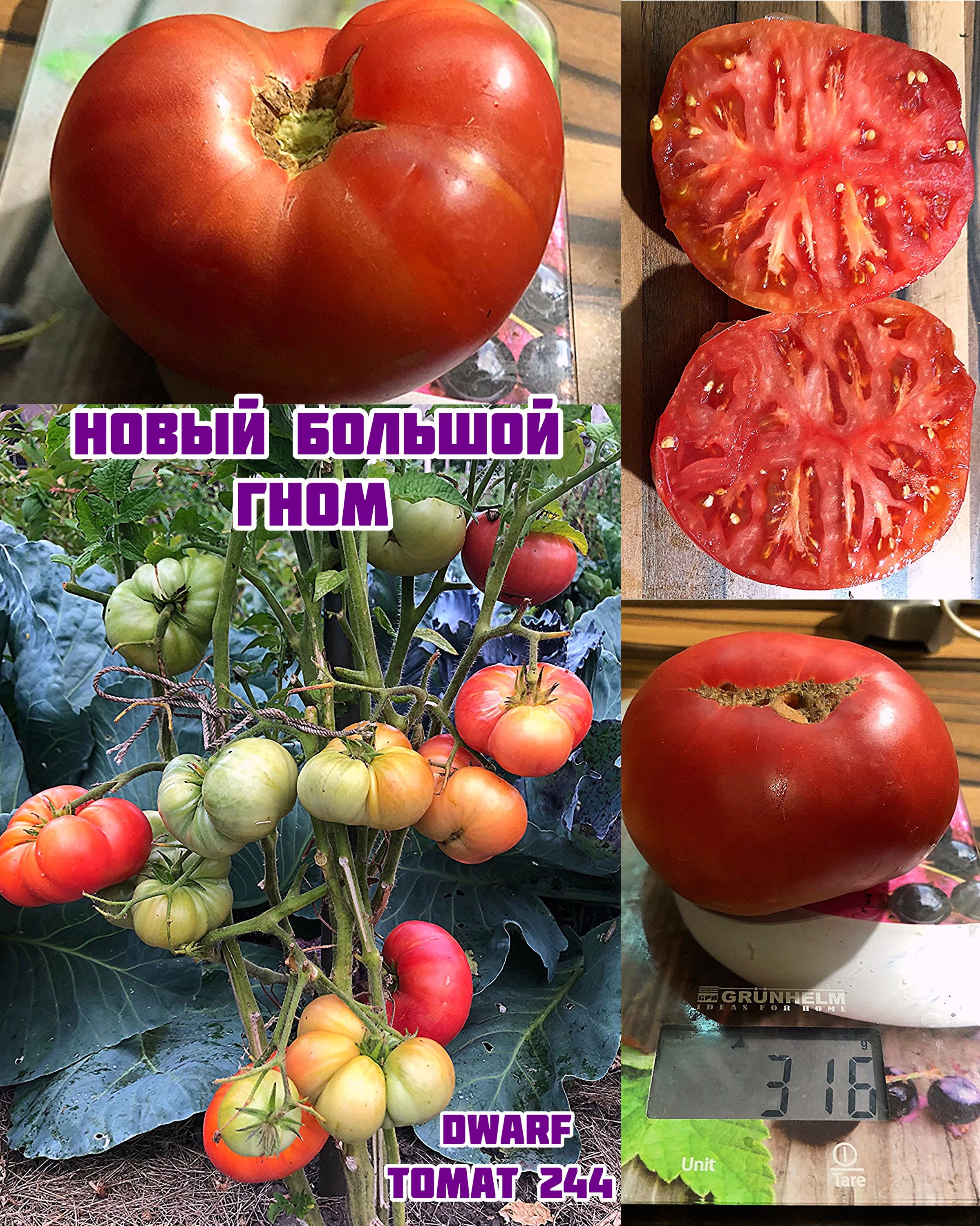 «Новый Большой Гном»New Big Dwarf