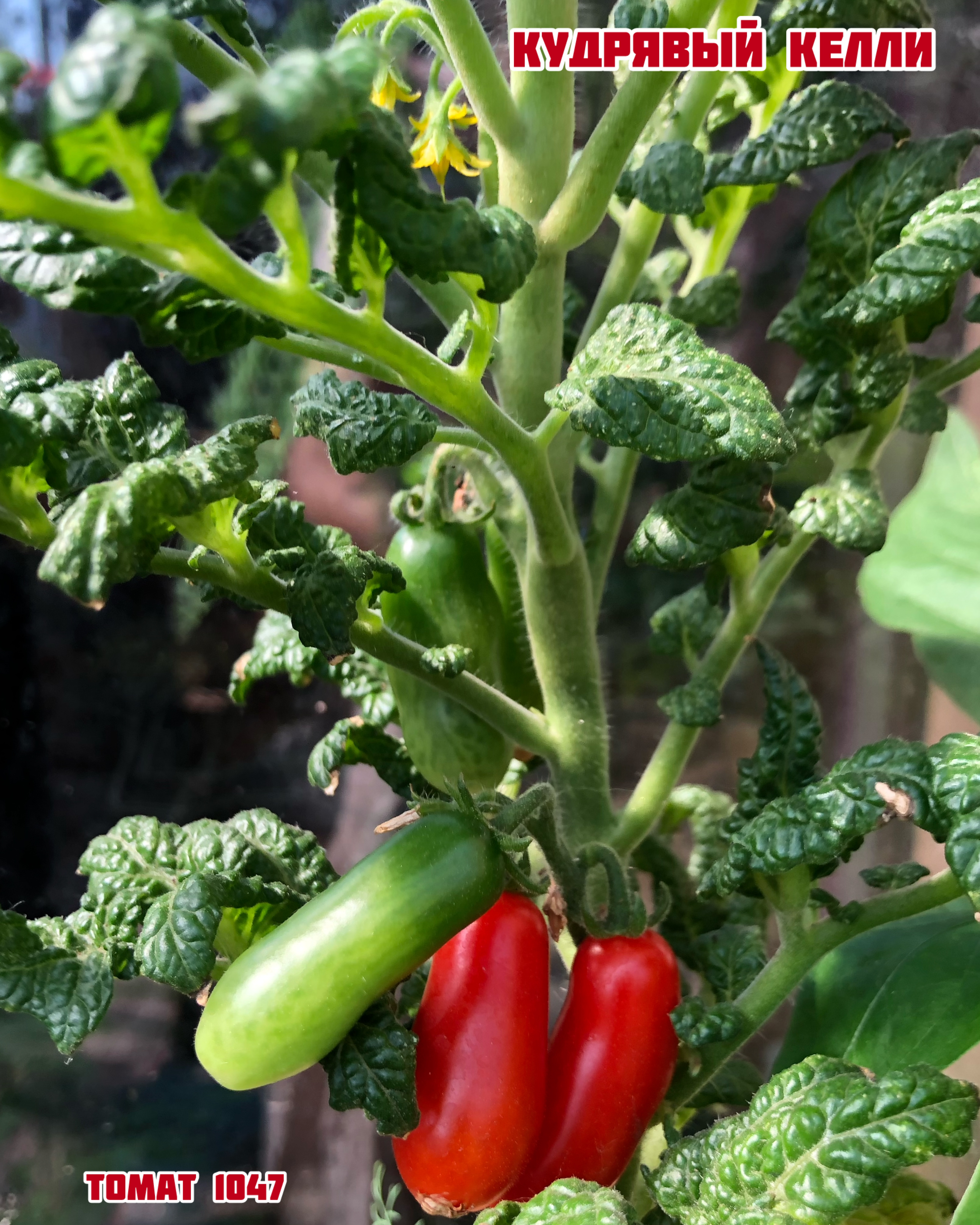 «Кудрявый Келли»Curly Kale