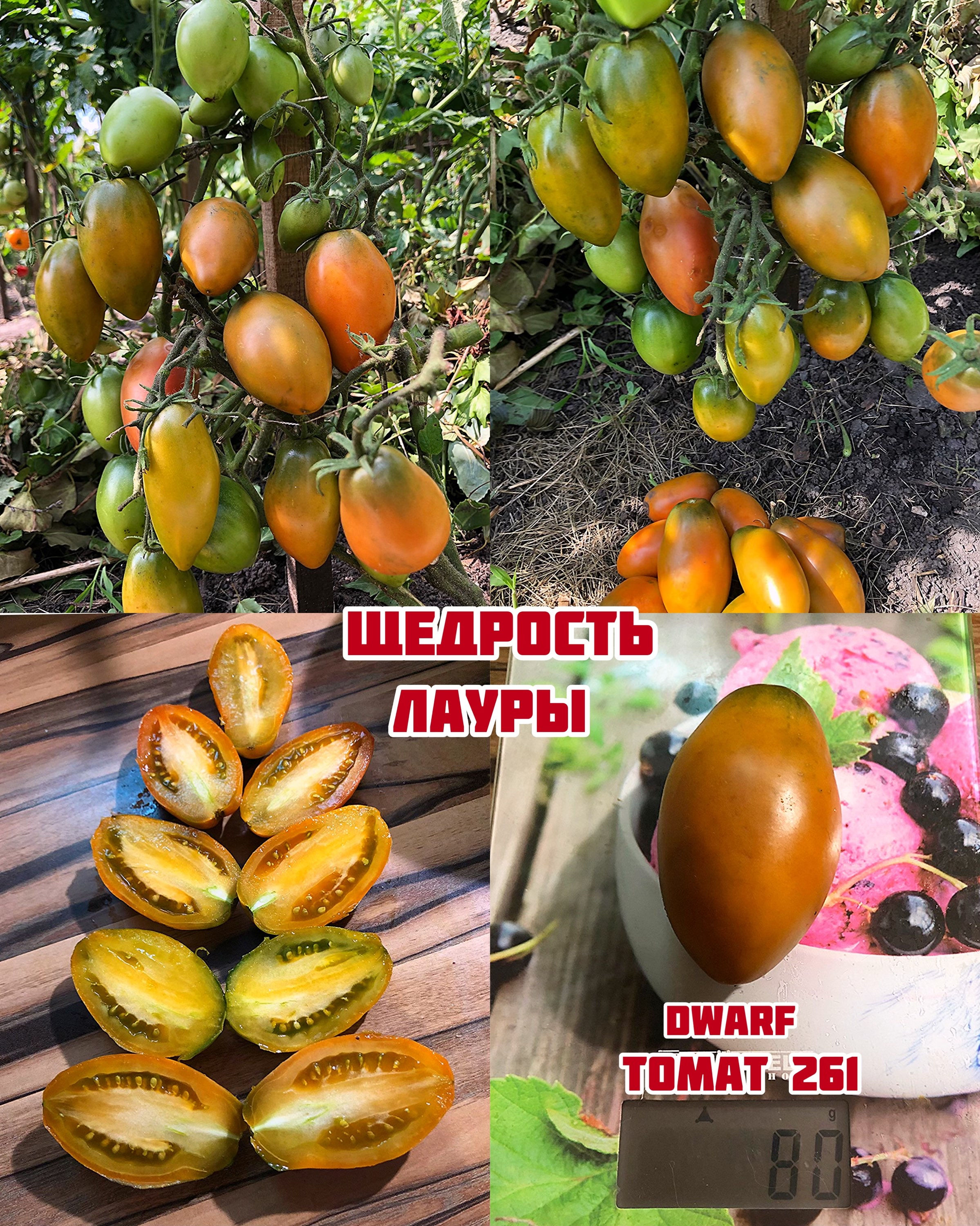«Щедрость Лауры»dwarf Laura’s bounty