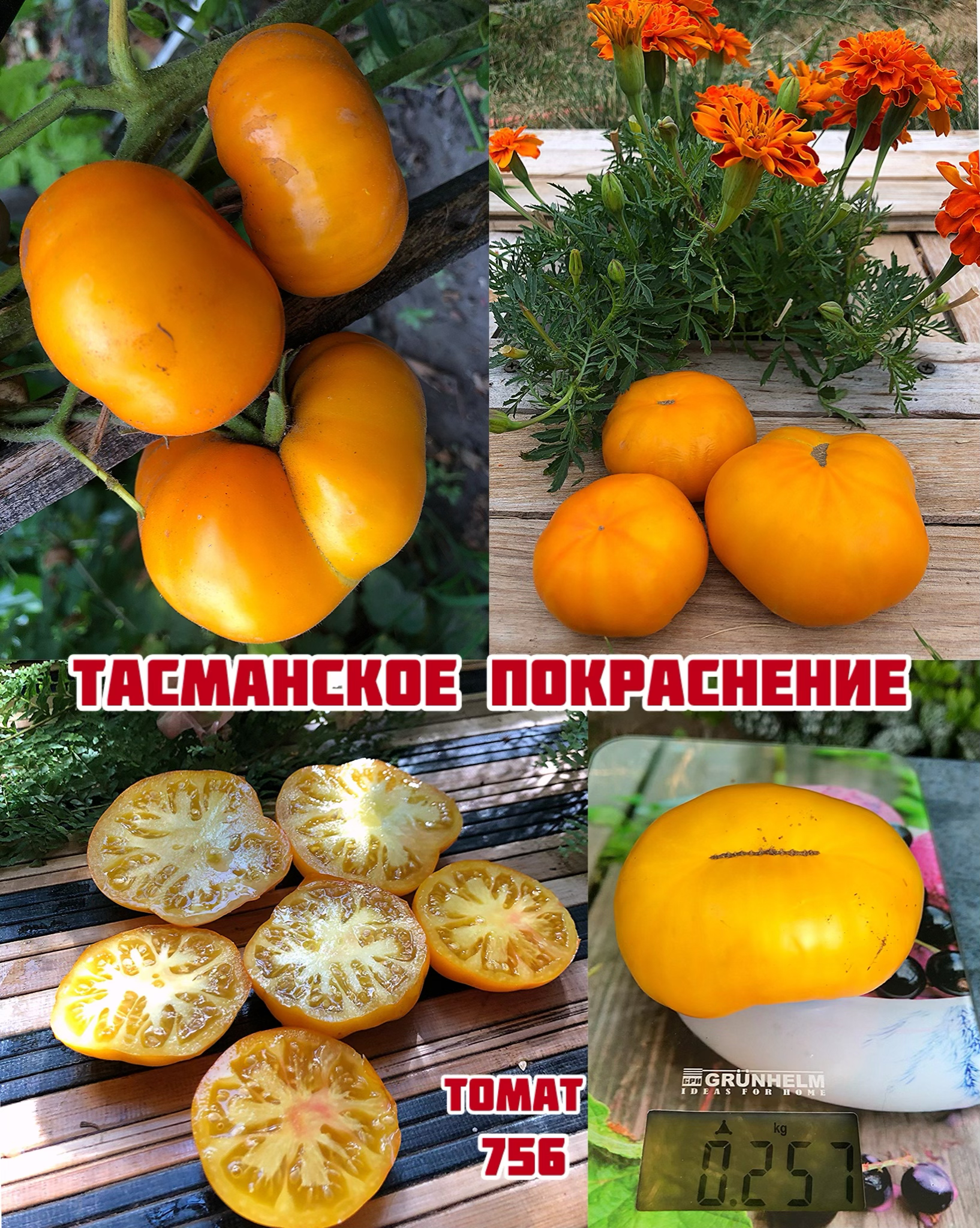 «Тасманское покраснение»Tasmanian Blushing