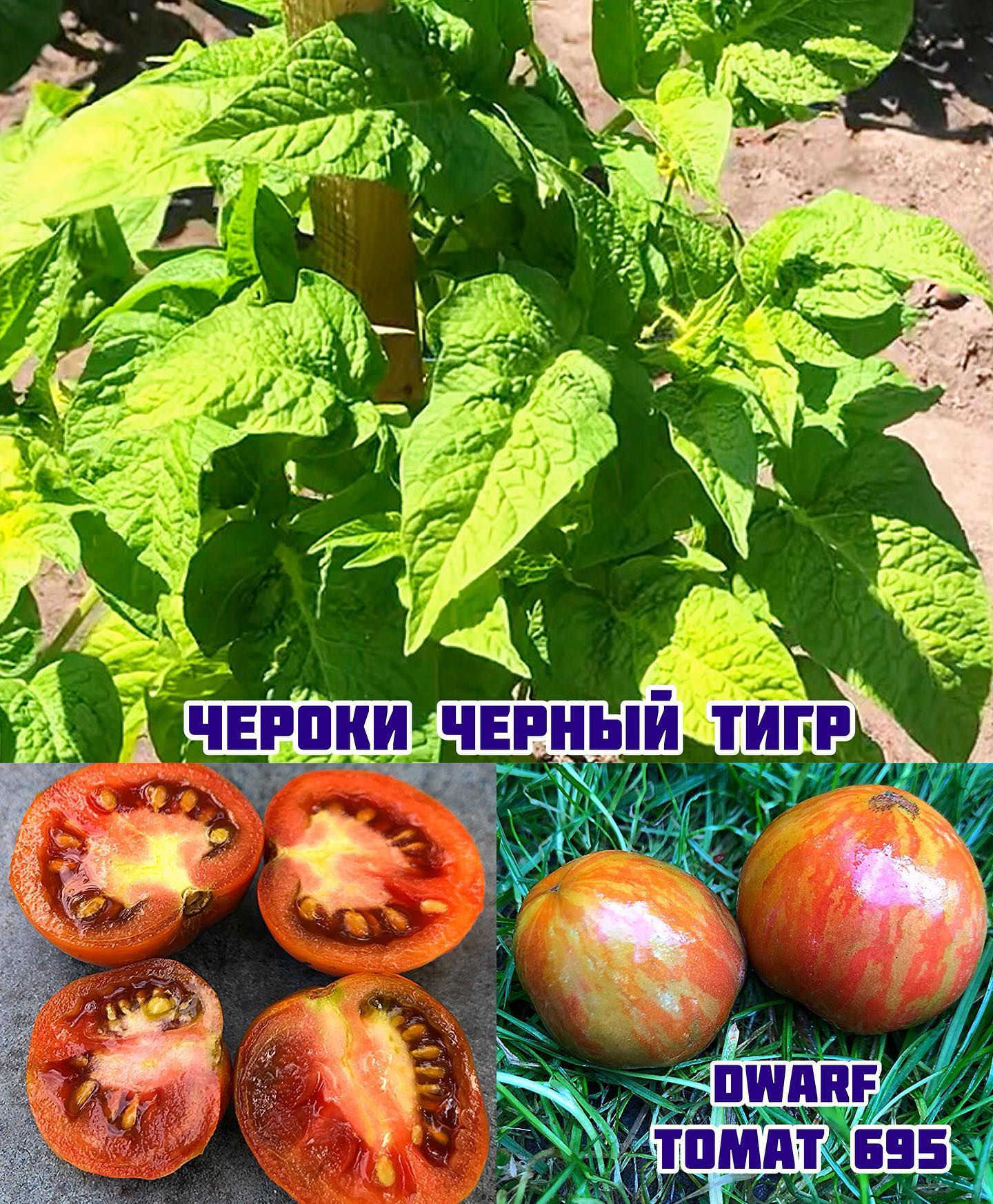 «Чероки Черный тигр»Cherokee Tiger Black
