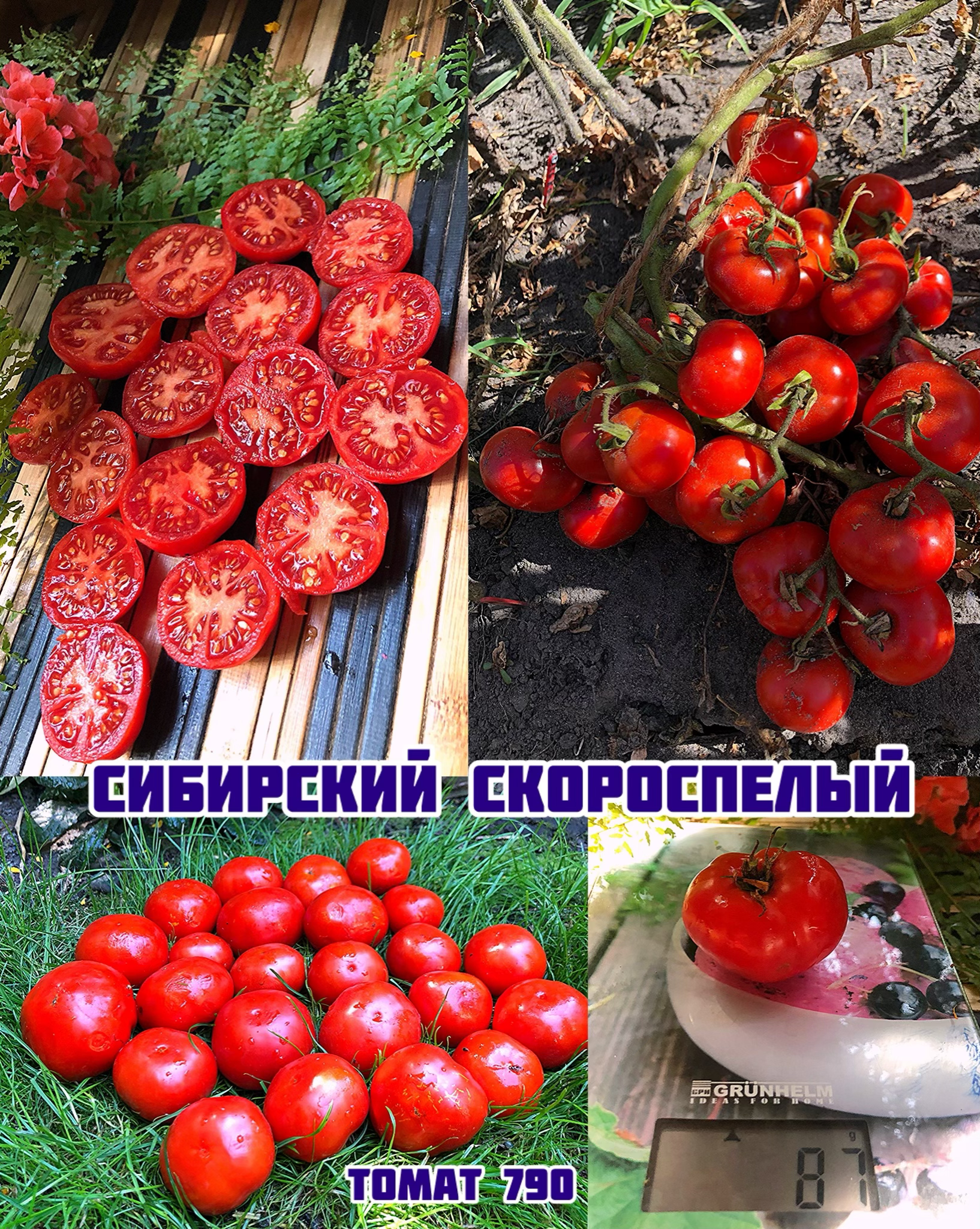 «Сибирский скороспелый»