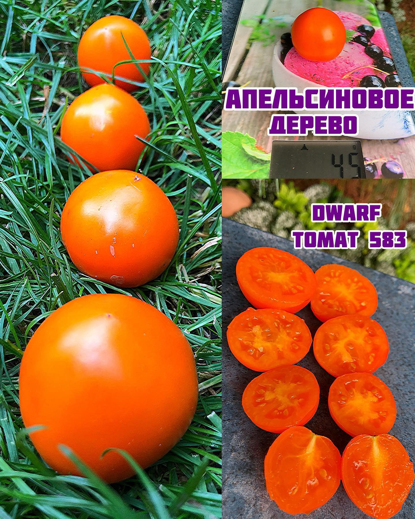 «Апельсиновое дерево»dwarf Orange Tree