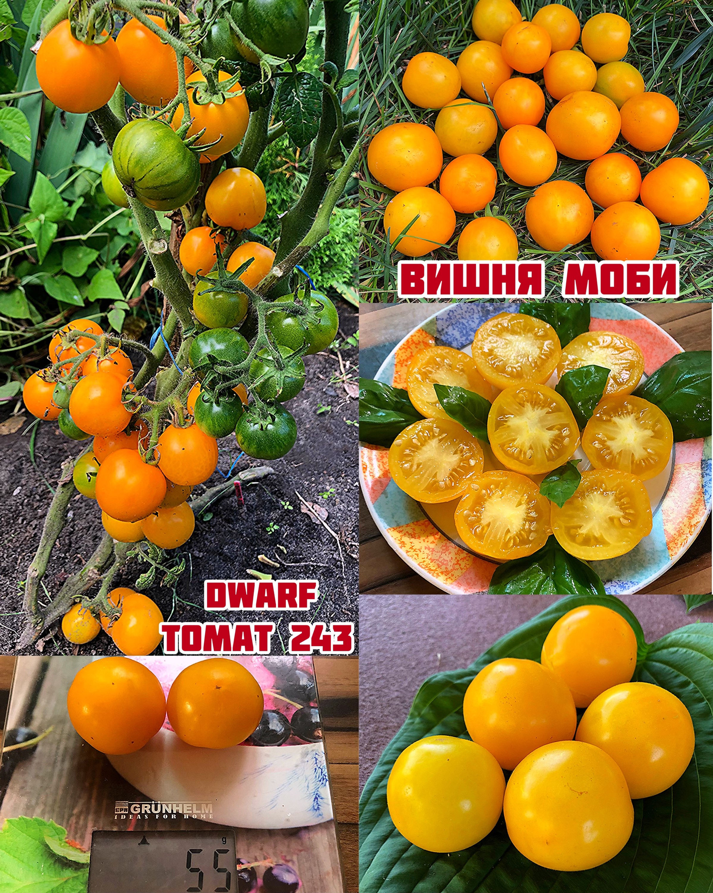 «Вишня моби» dwarf moby’s cherry