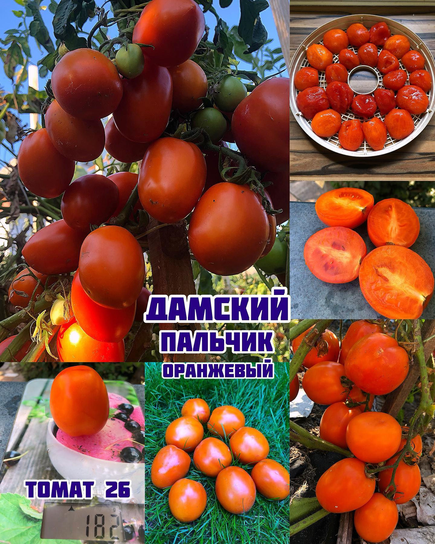 « Дамский пальчик оранжевый»