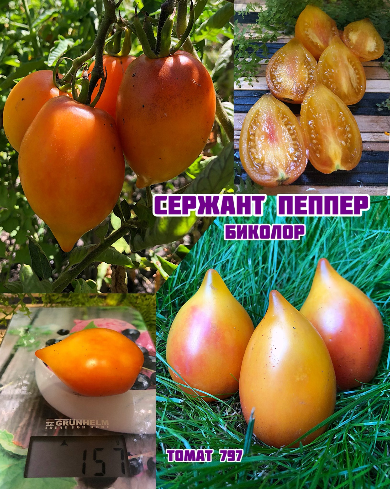 «Сержант Пеппер биколор»Sgt. Pepper's Bicolor