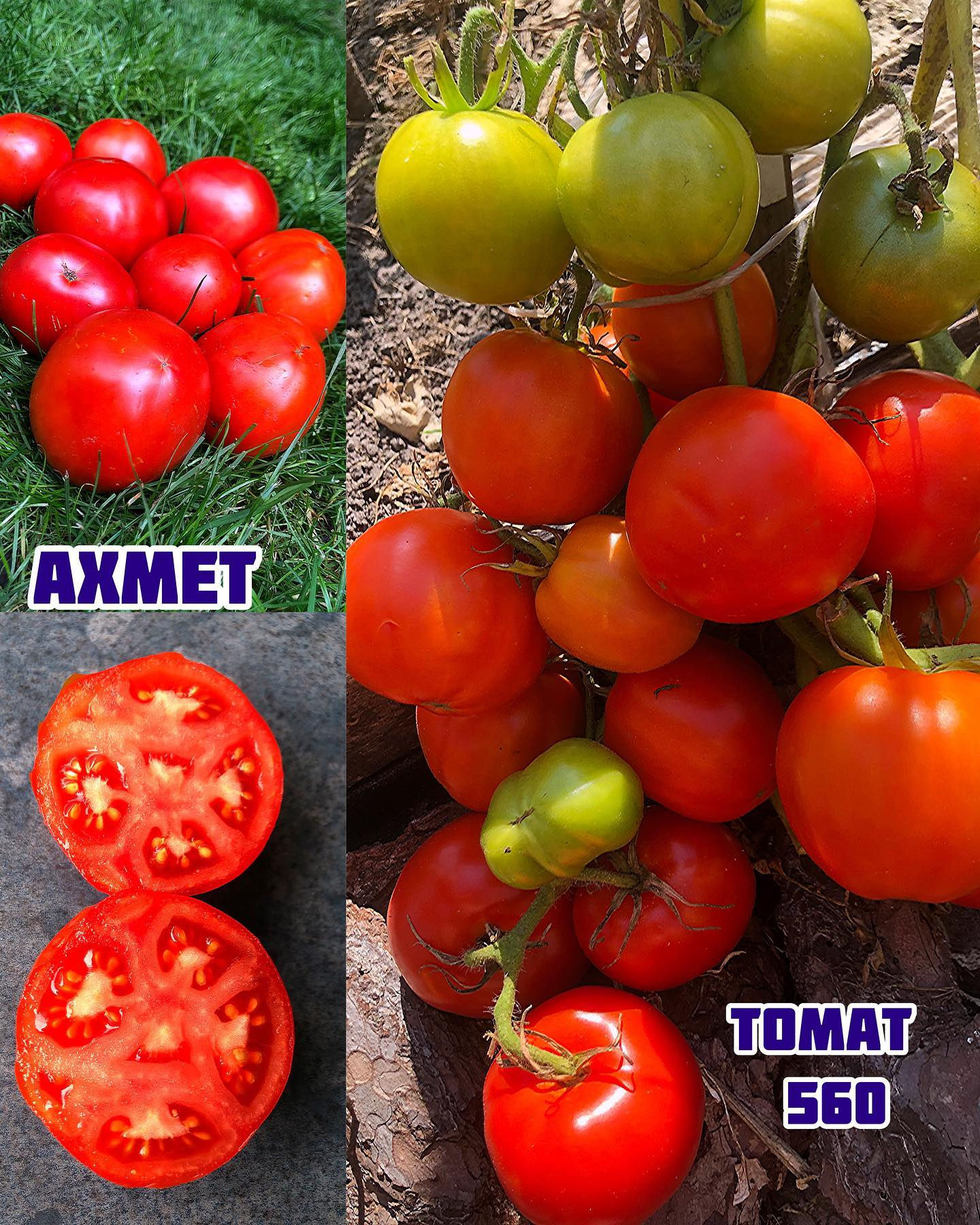 «Ахмет»