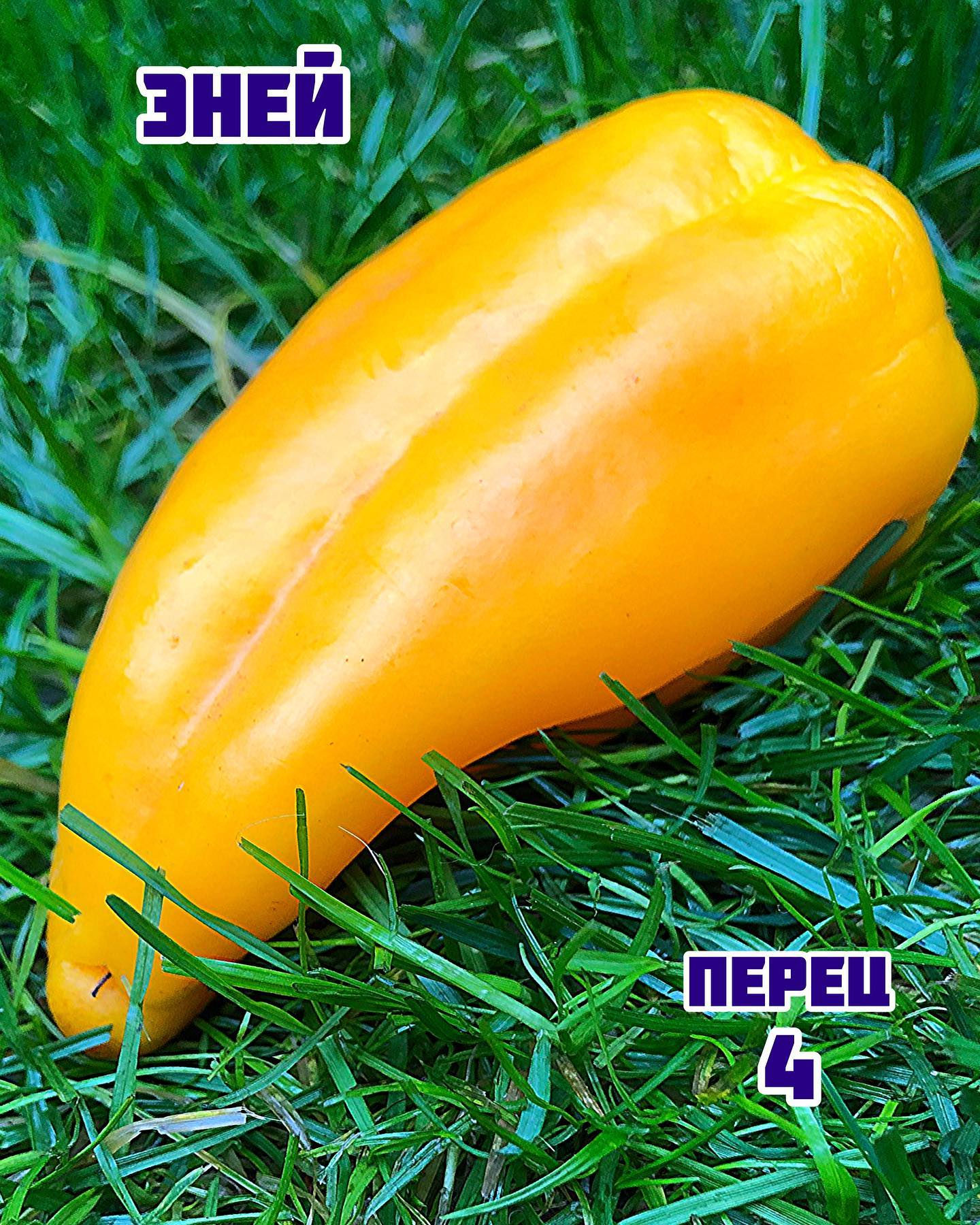 «Эней»
