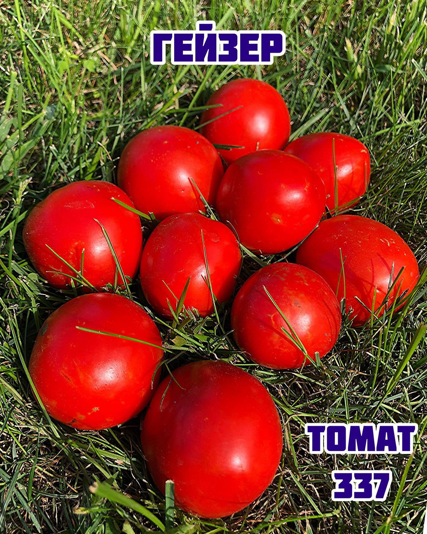 «Гейзер»