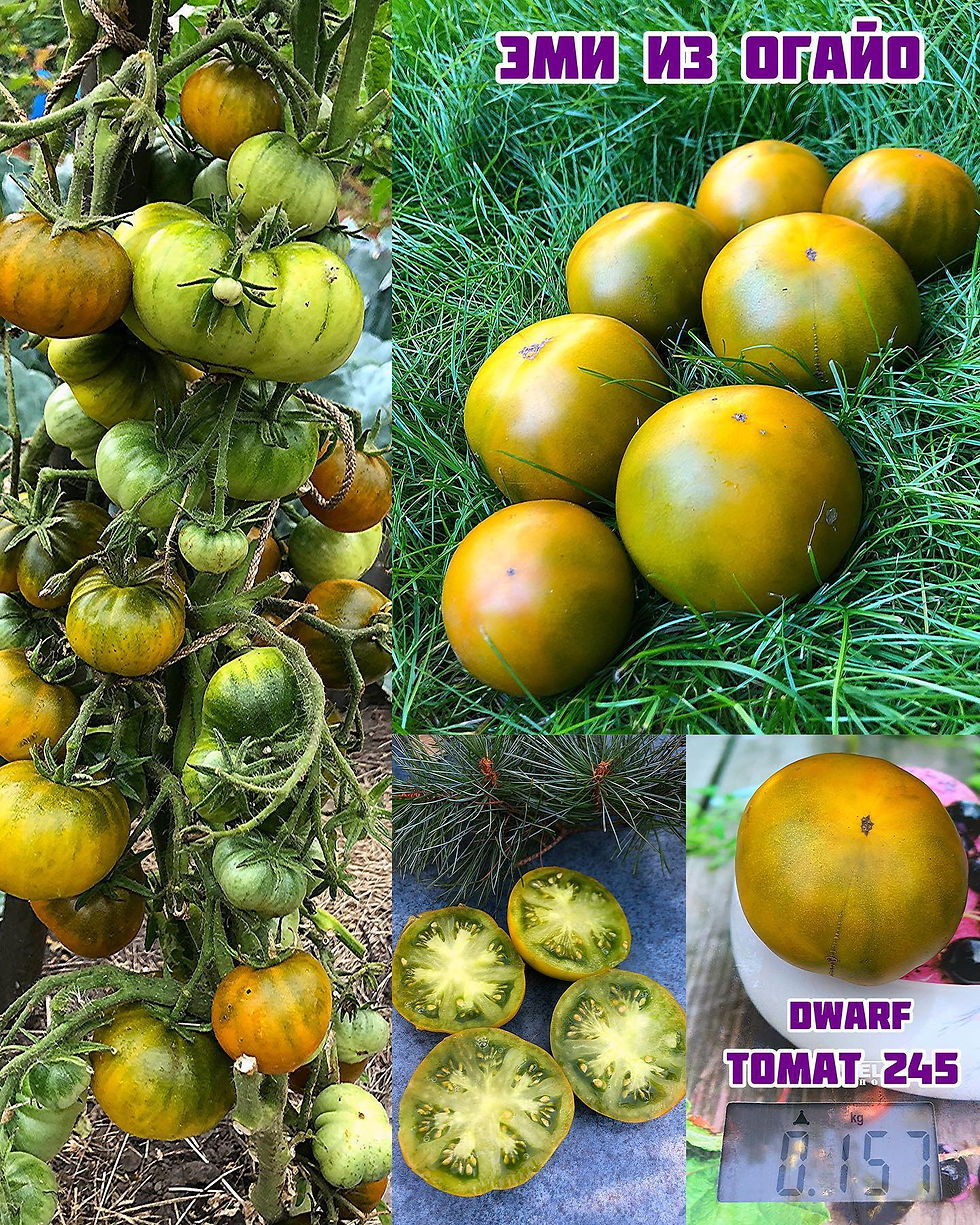 «Эми из Огайо» dwarf Amy’s Ohio