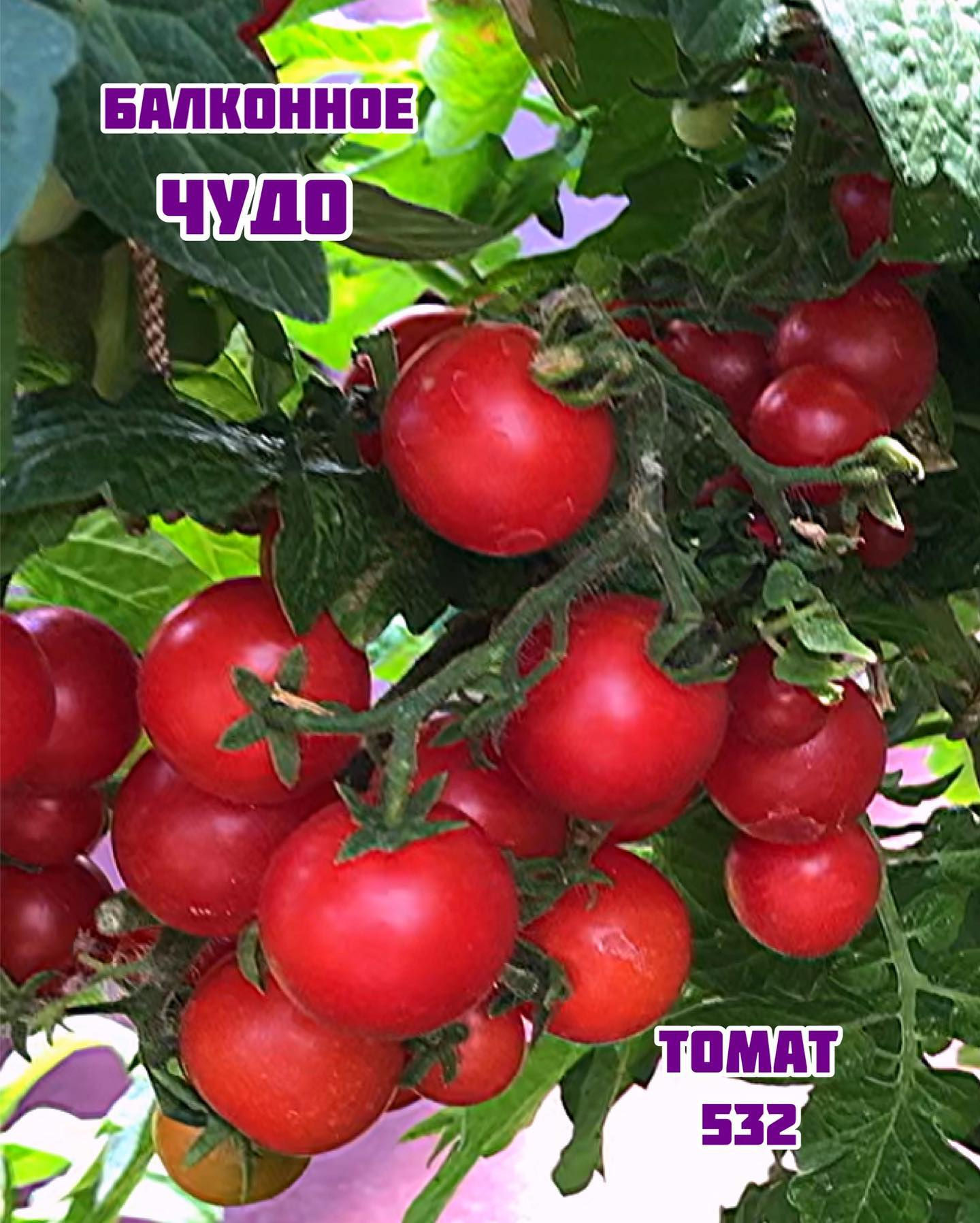«Балконное чудо»