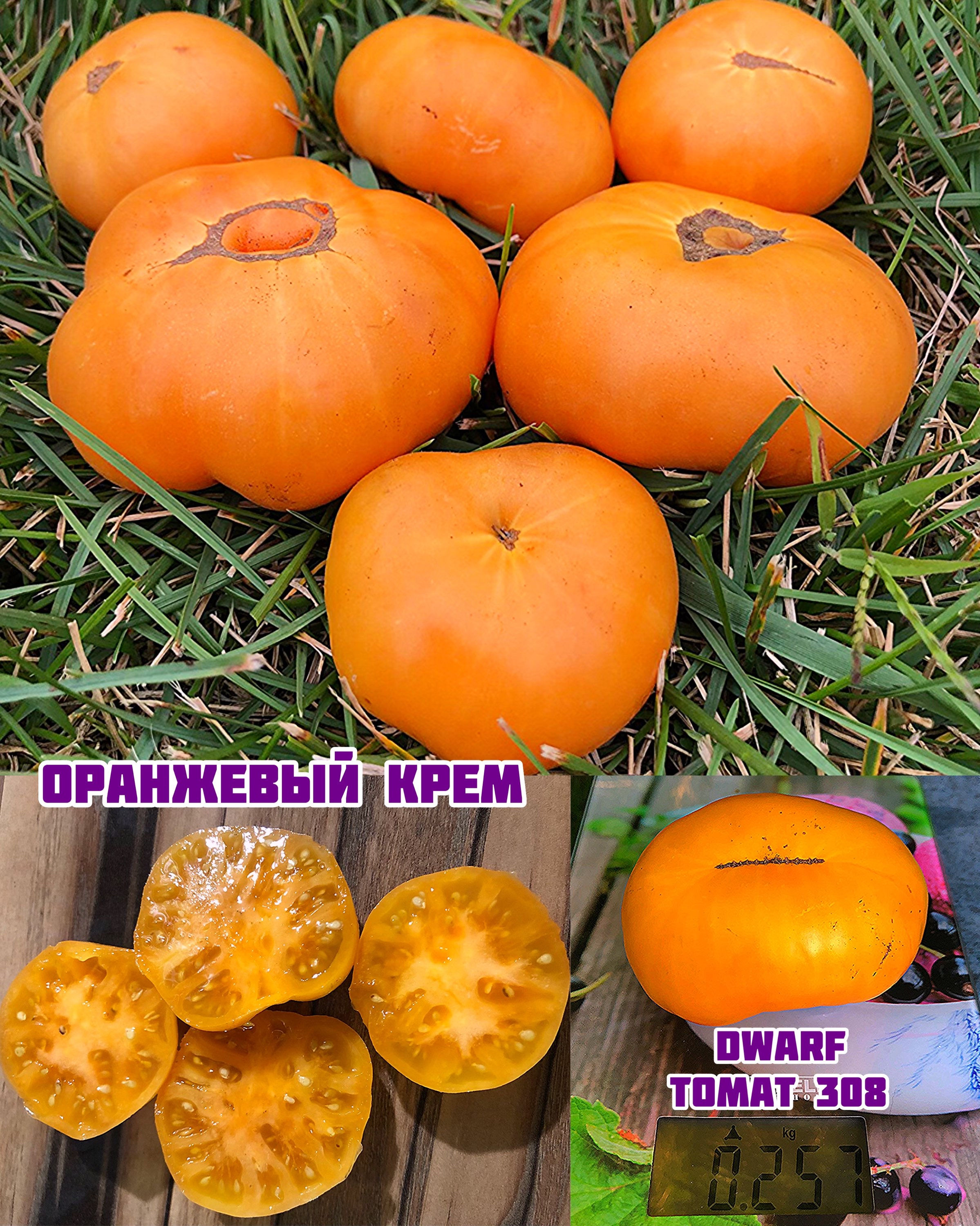 «Оранжевый крем»Dwarf Orange Cream