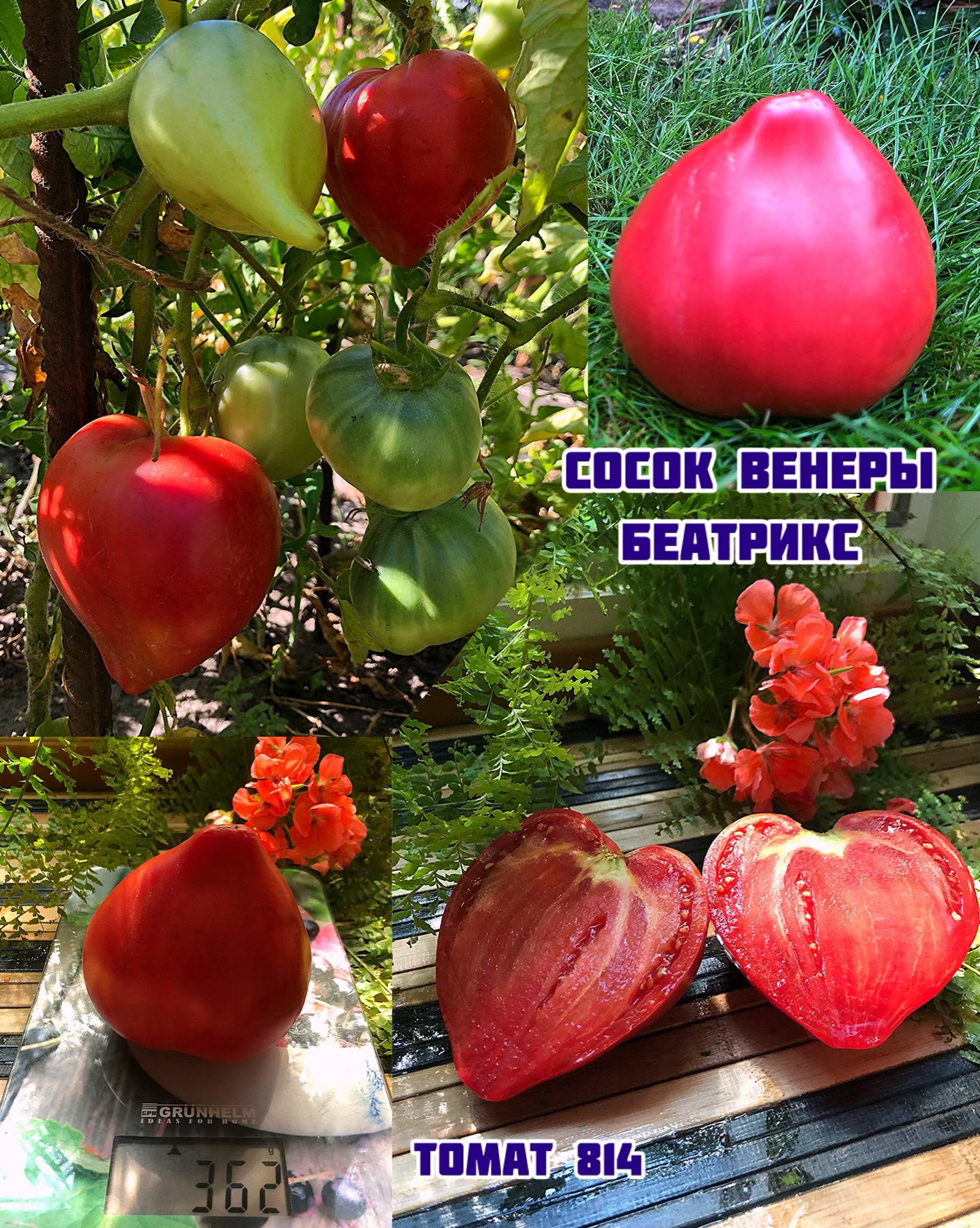 «Сосок Венеры Беатрикс»Teton de Venus Beatrix