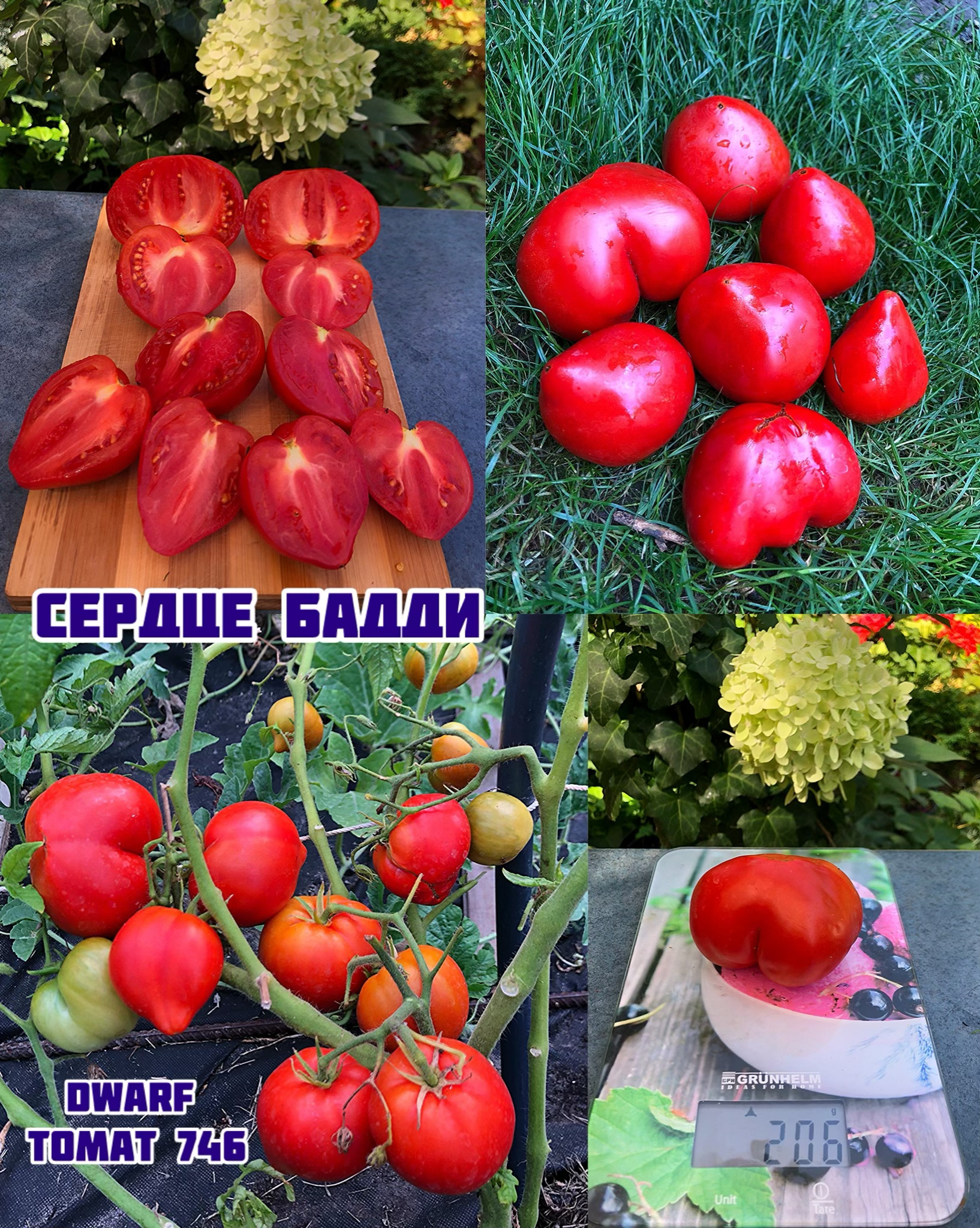  «Сердце Бадди»dwarf Buddy's Heart 