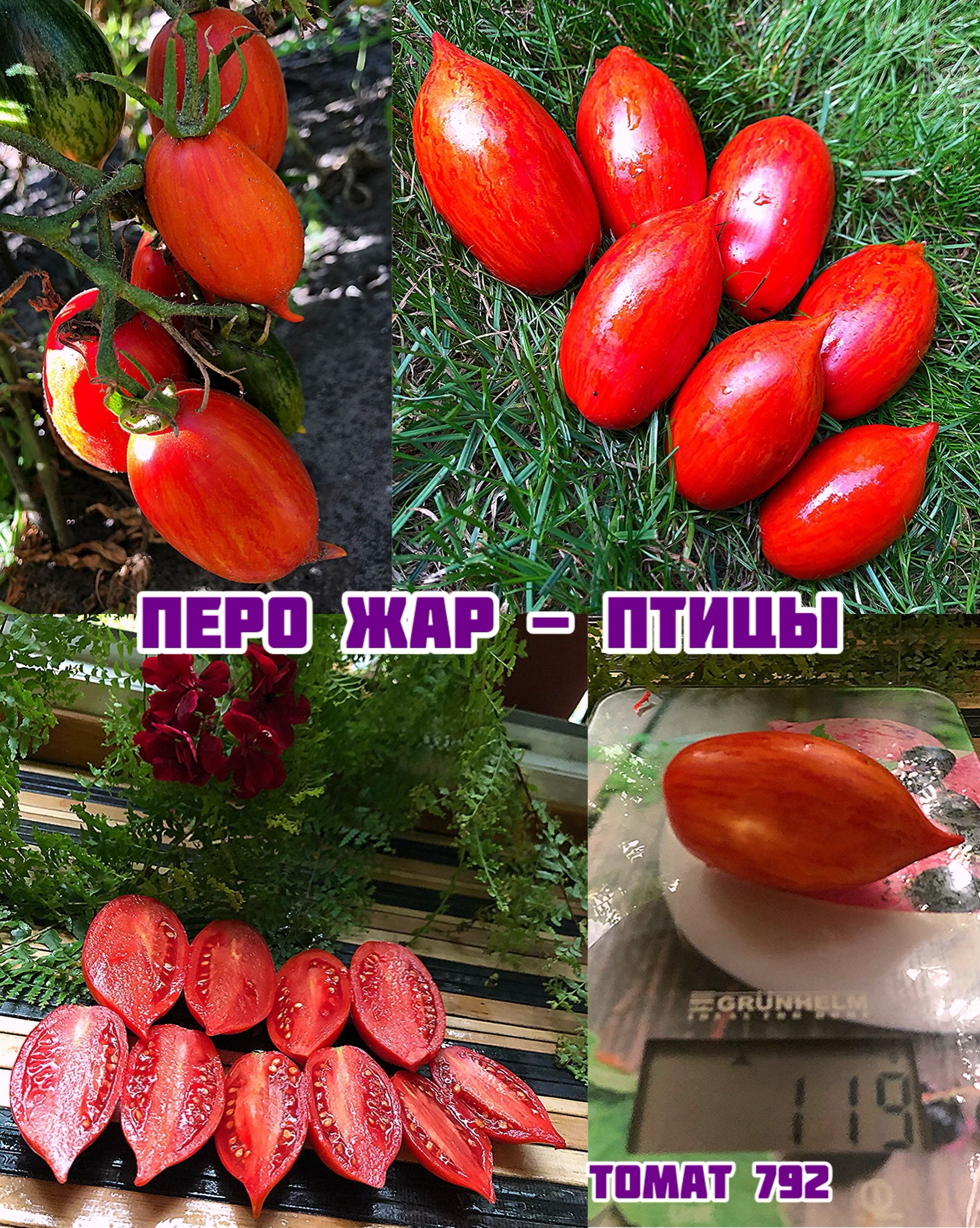 «Перо Жар -птицы»