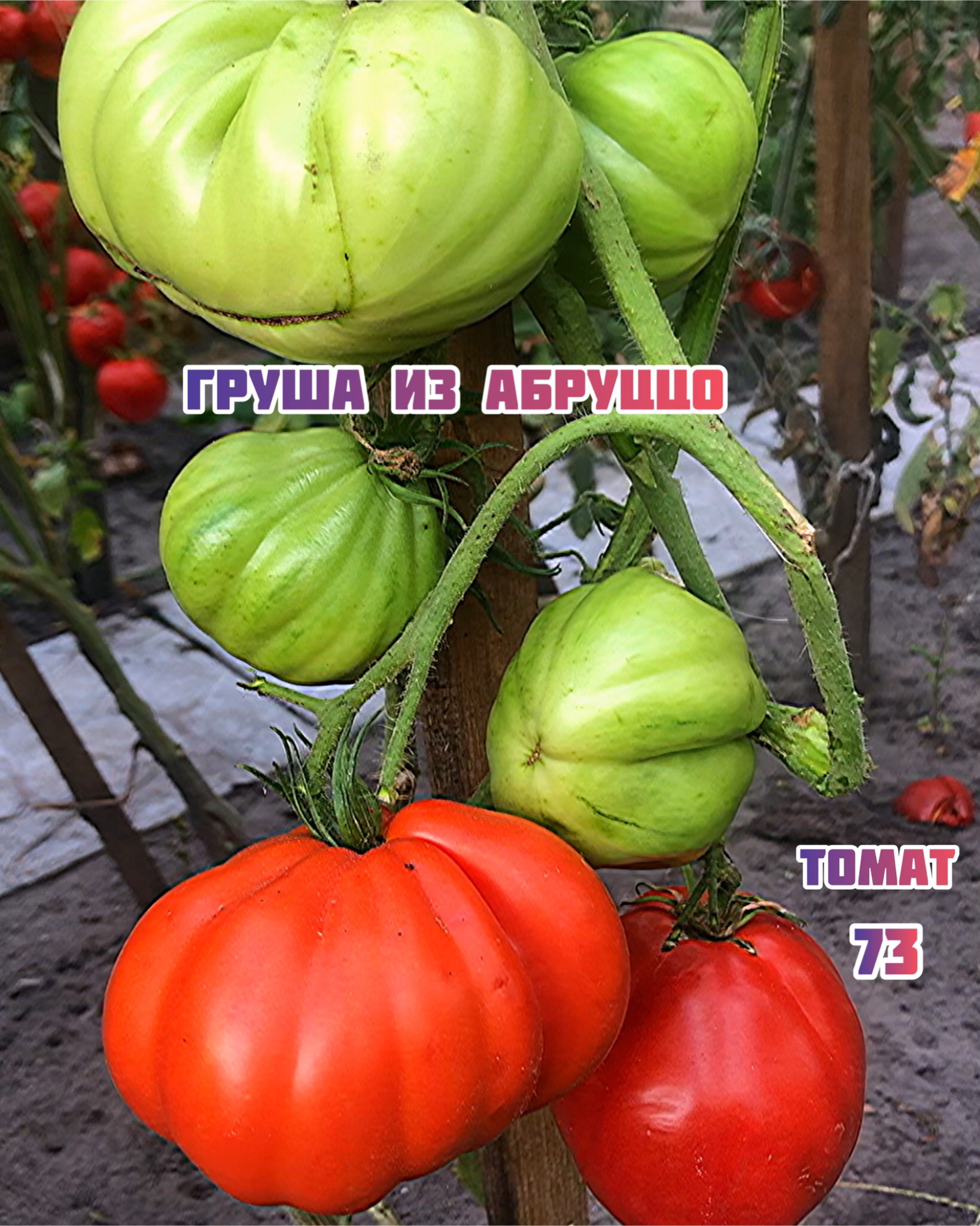 Томат Груша из Абруццо» Pera D'Аbruzzo