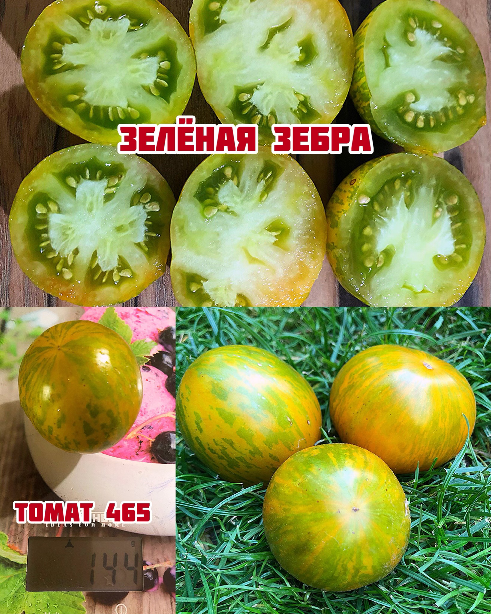 «Зелёная зебра» Green Zebra