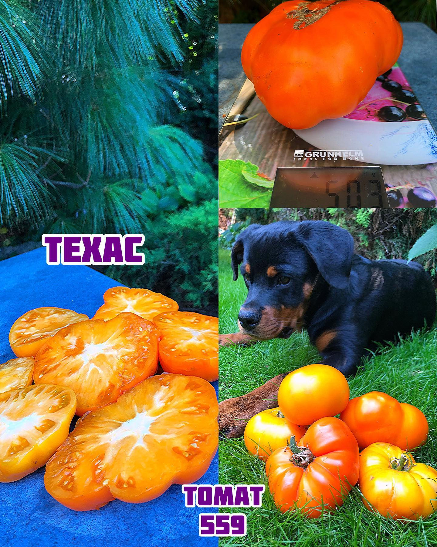 «Техас»