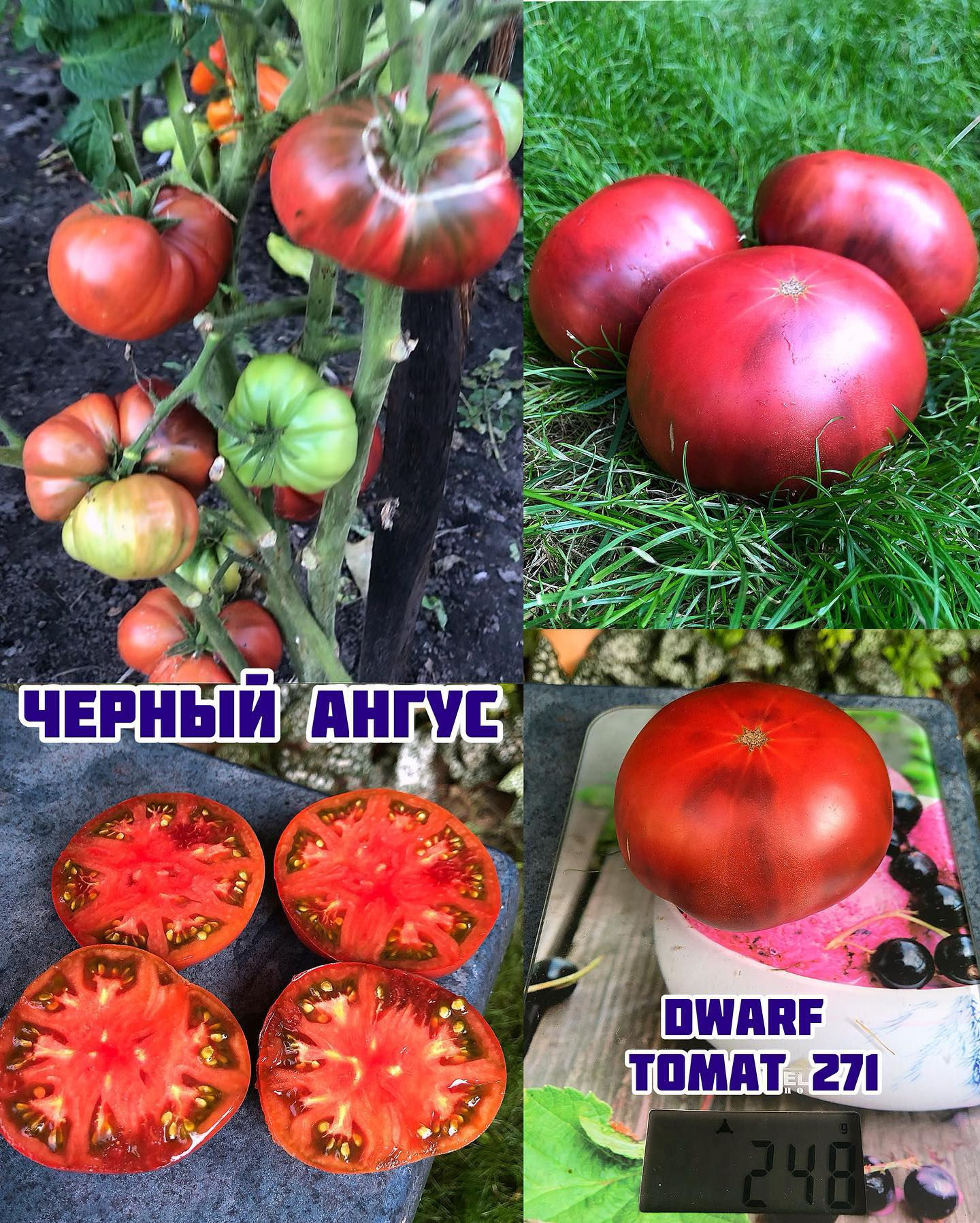 «Чёрный Ангус»Black Angus