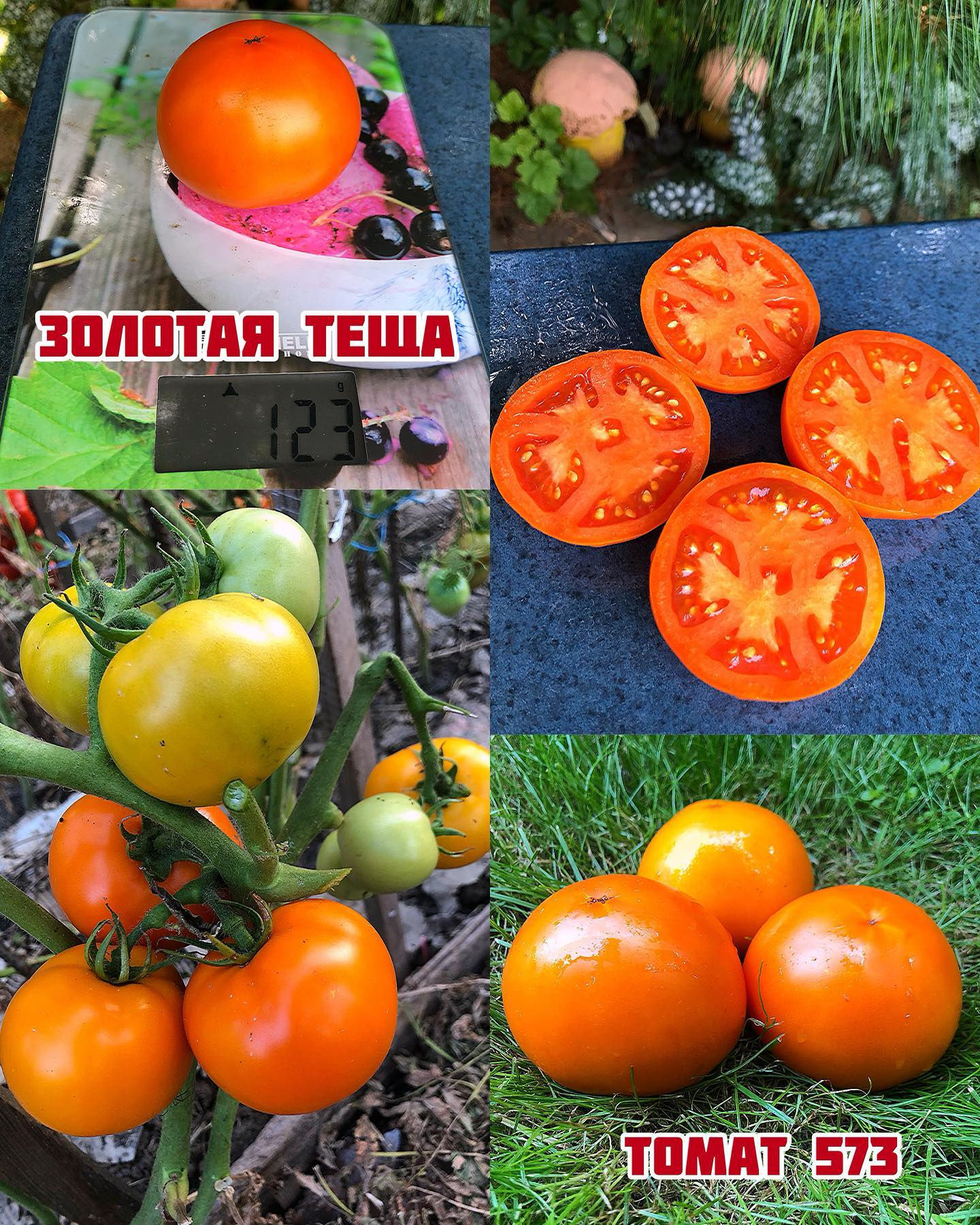 «Золотая теща»