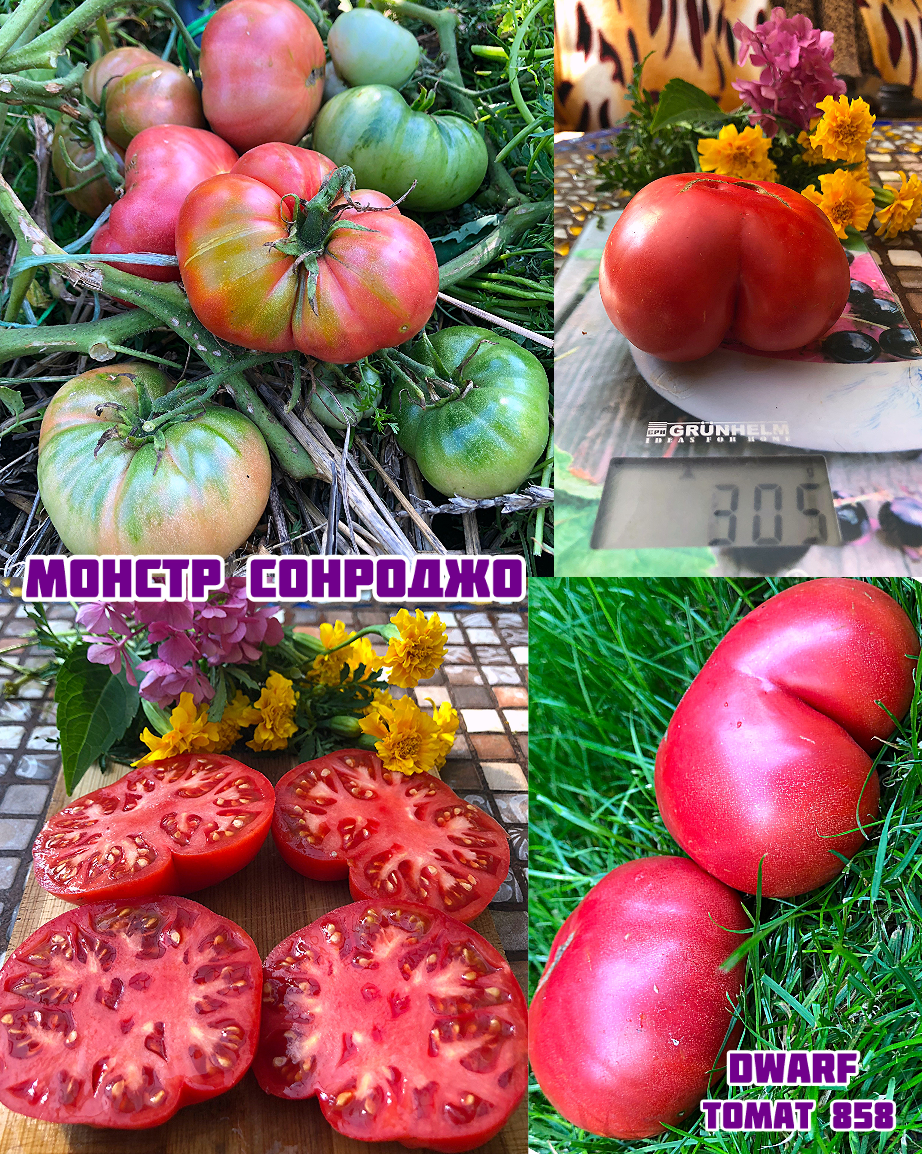 «Монстр Сонроджо» Dwarf Sonrojo Monster