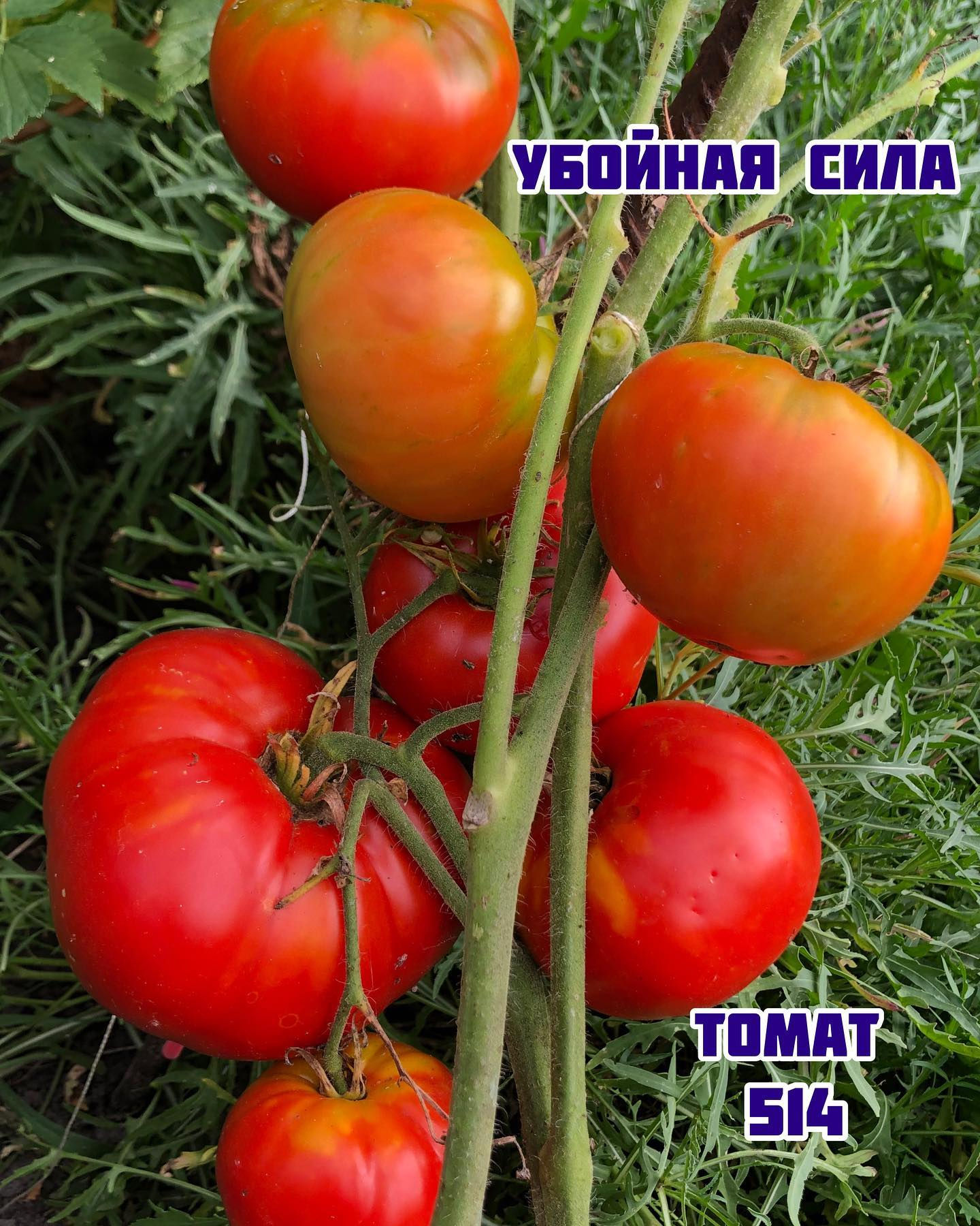 «Убойная сила»