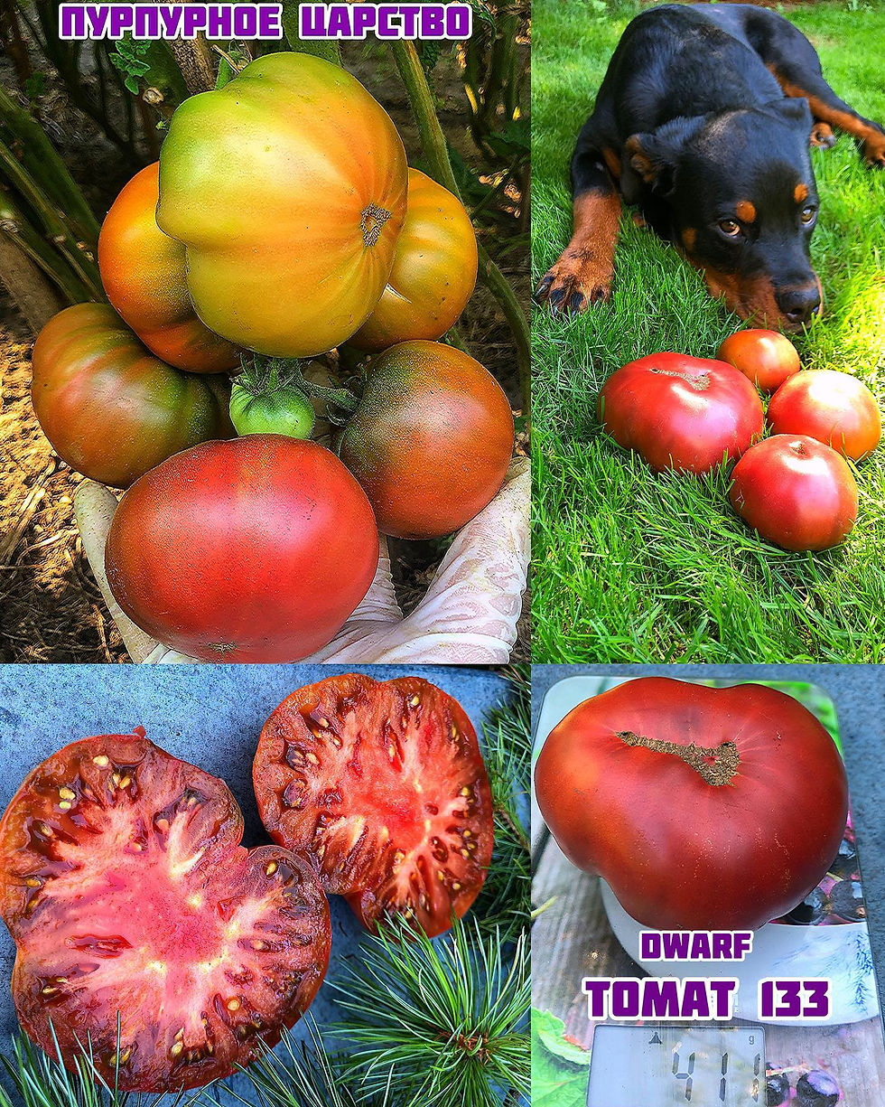 «Пурпурное царство»Dwarf Purple Reign