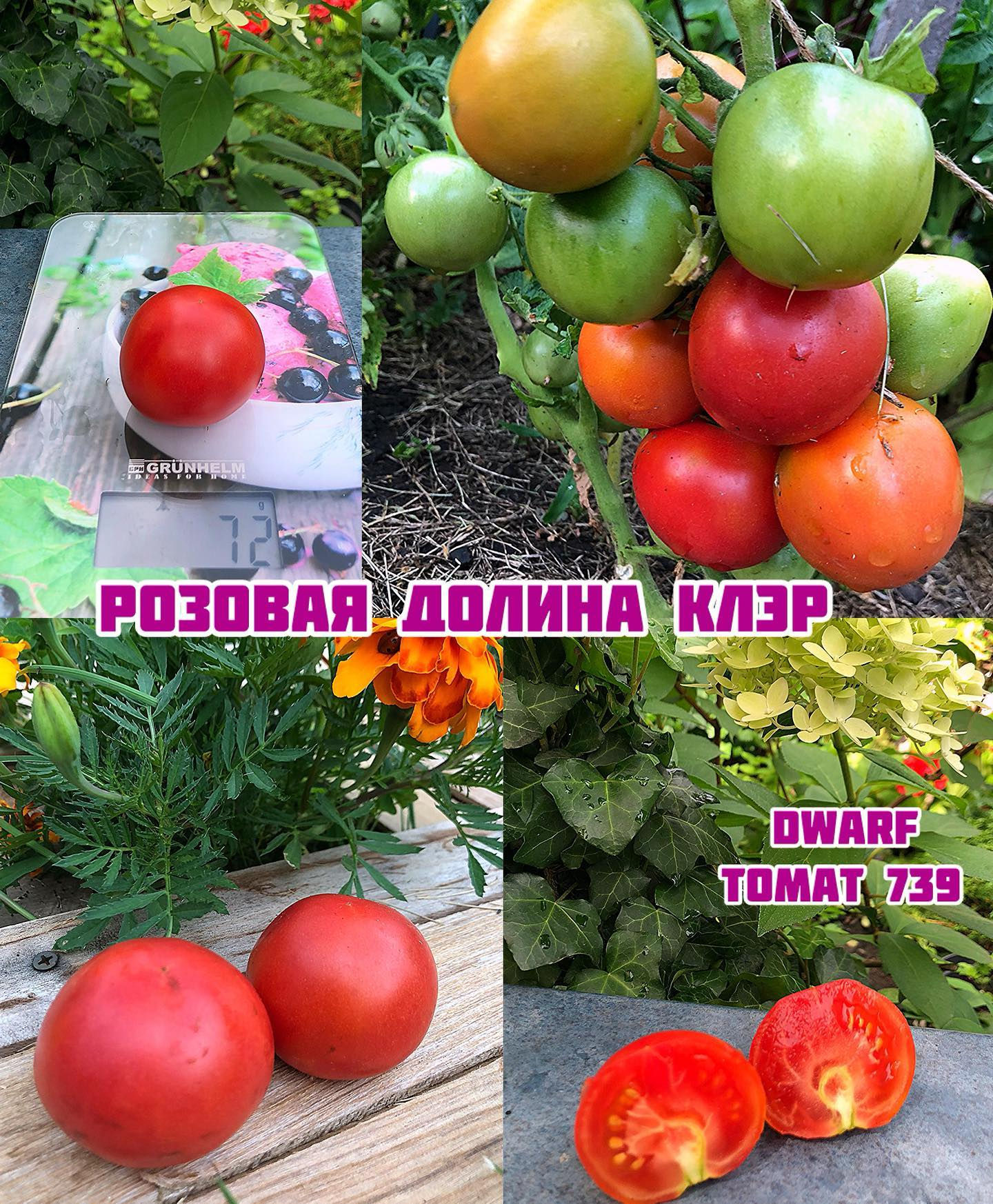 «Розовая Долина Клэр»Dwarf Clare Valley Pink