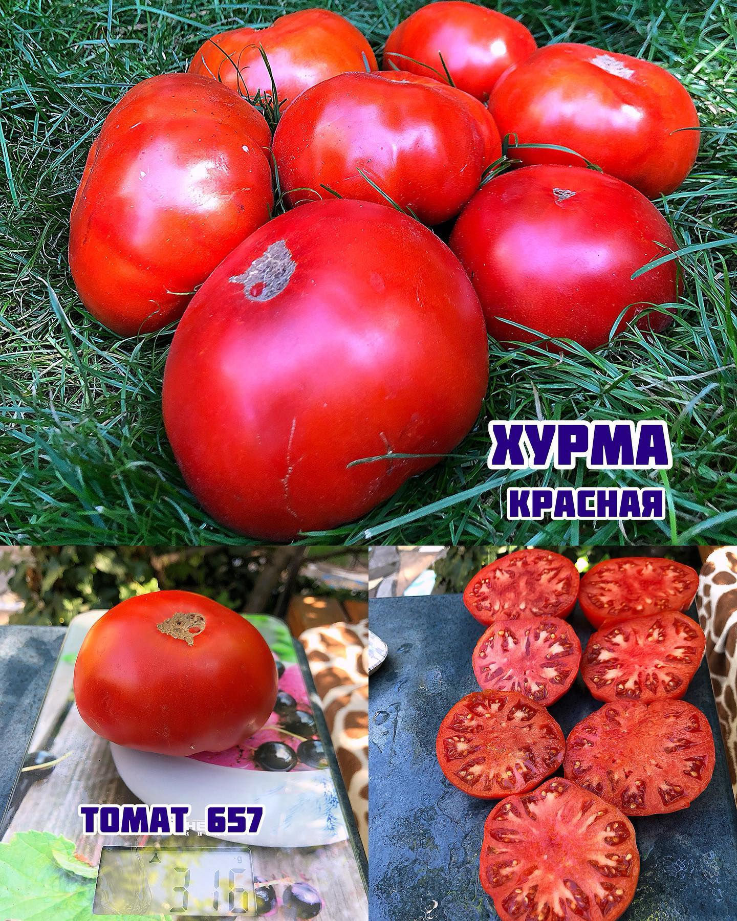«Хурма красная»