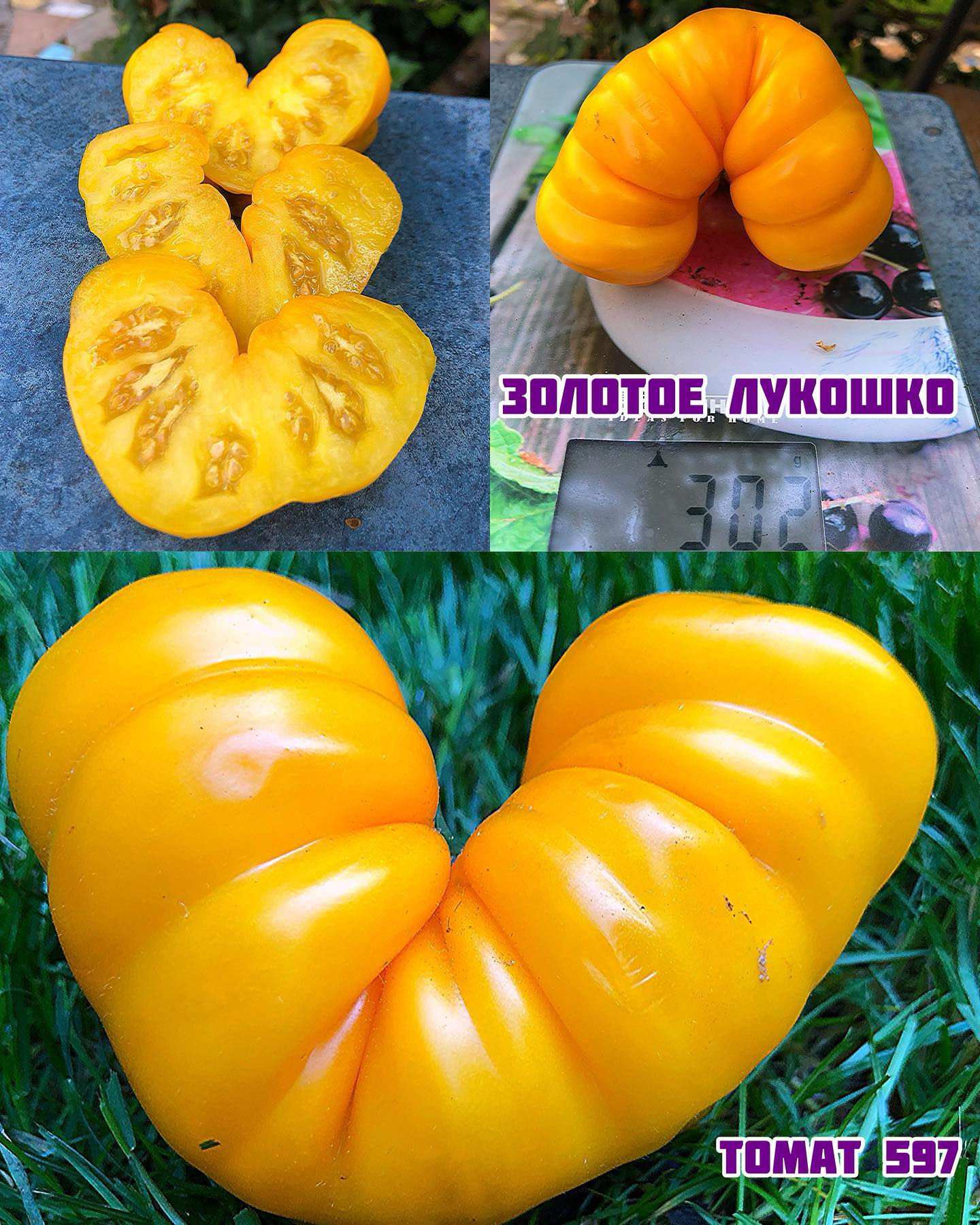 «Золотое лукошко»