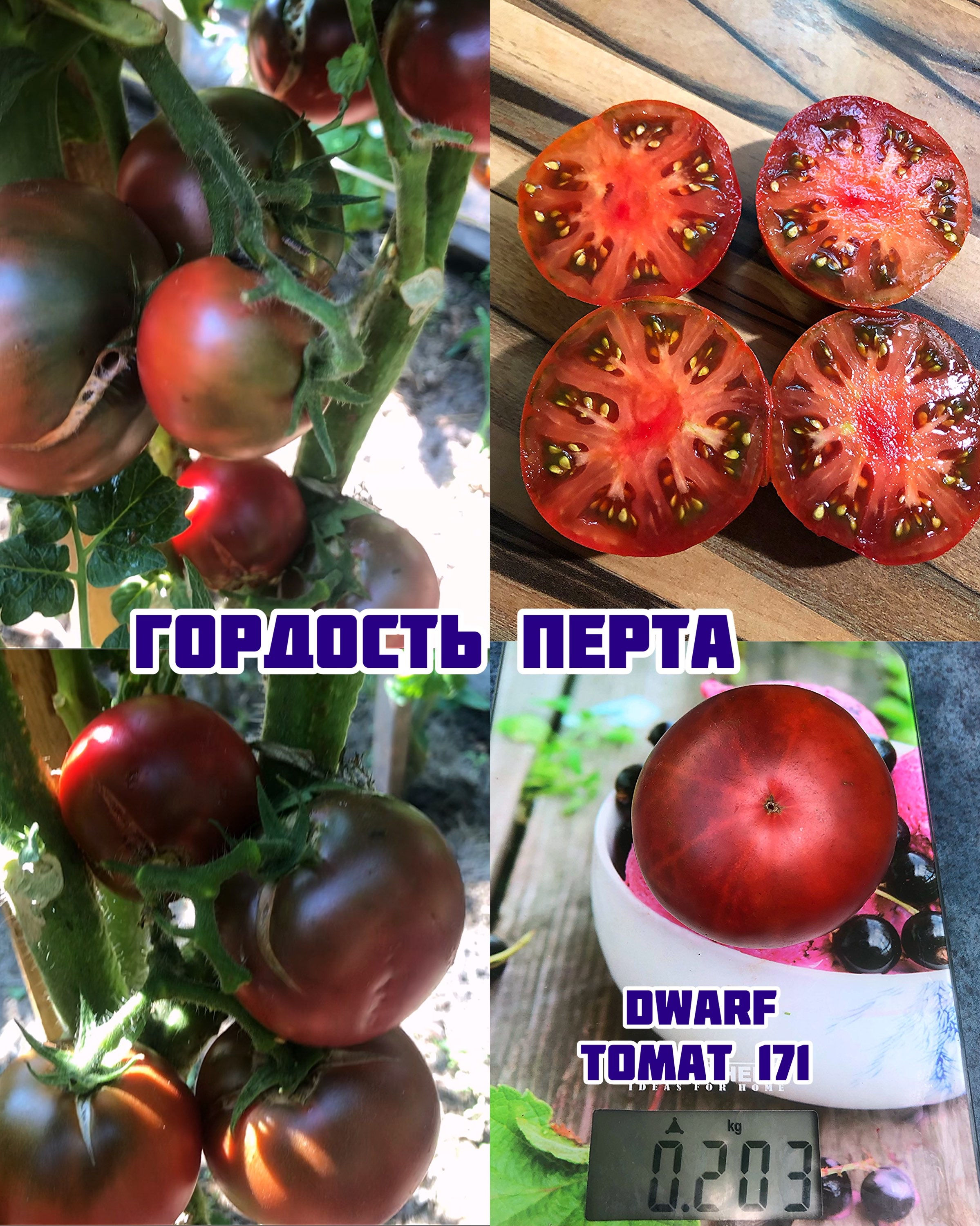 «Гордость Перта»Dwarf Perth Pride