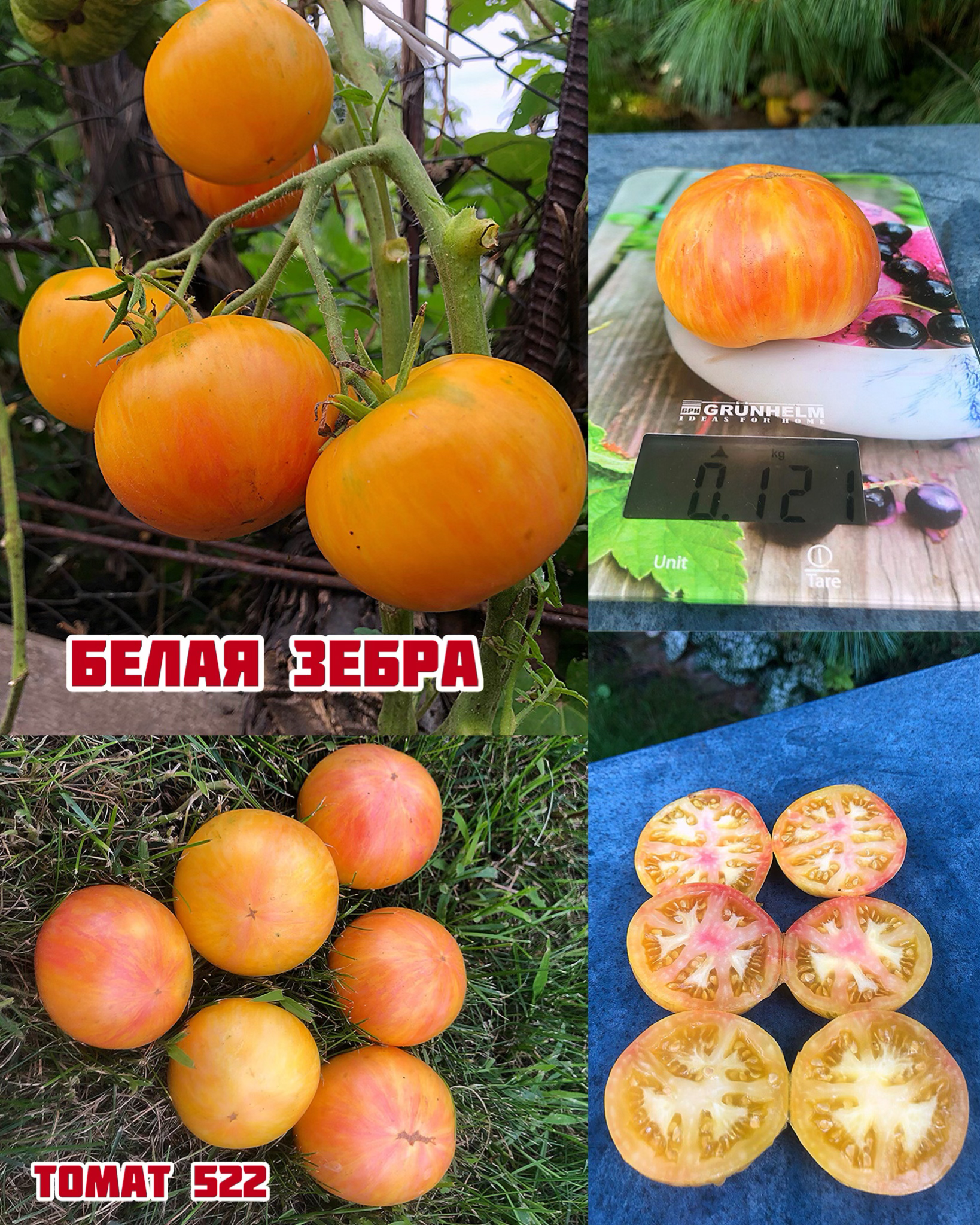 «Белая зебра»White Zebra