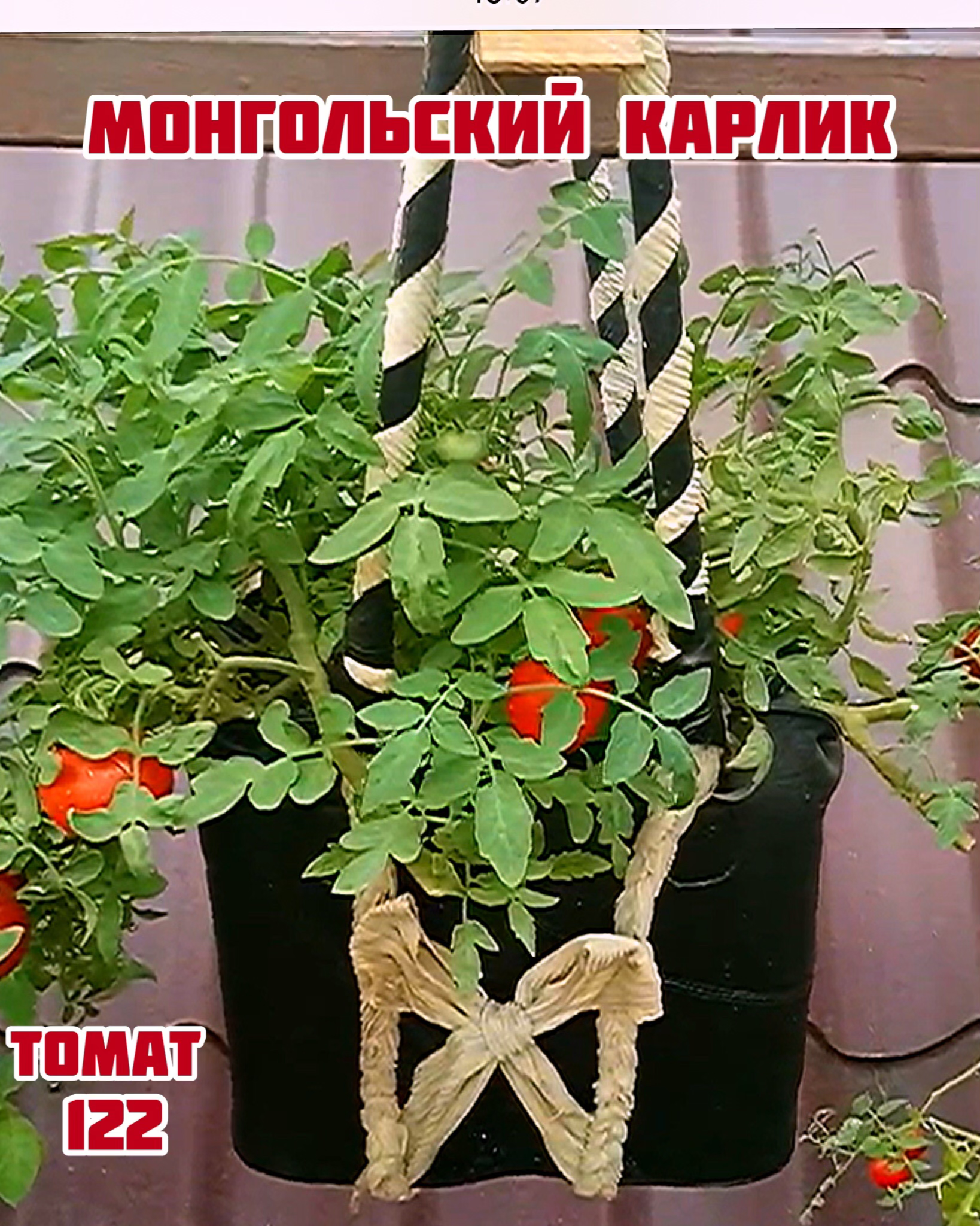 Томат«Монгольский карлик»