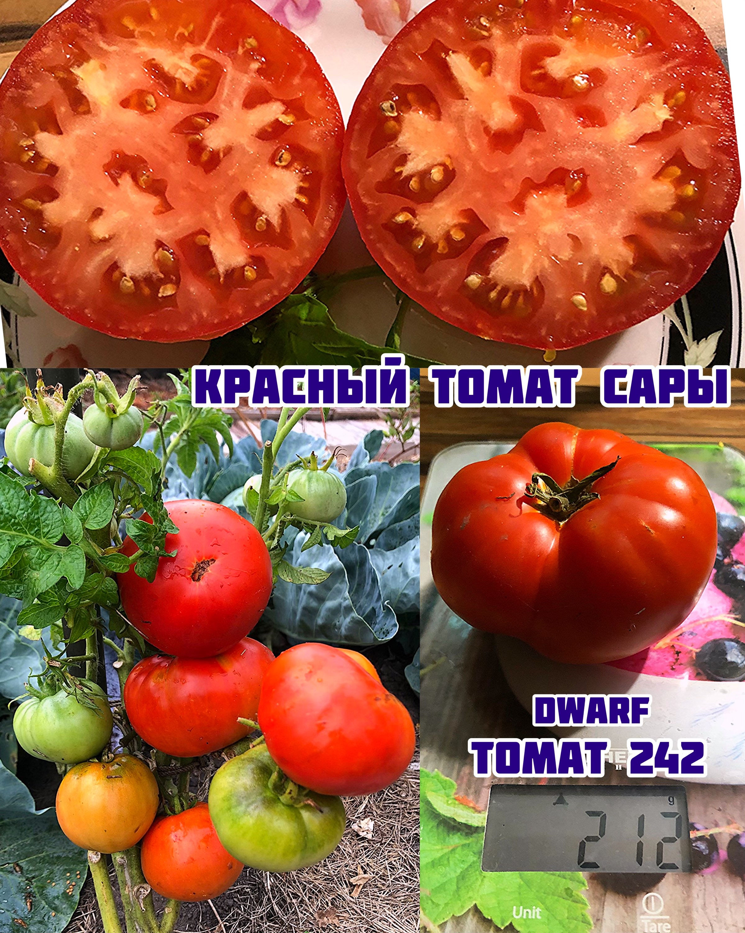 «Красный томат Сары»dwarf Saran’s red tomato