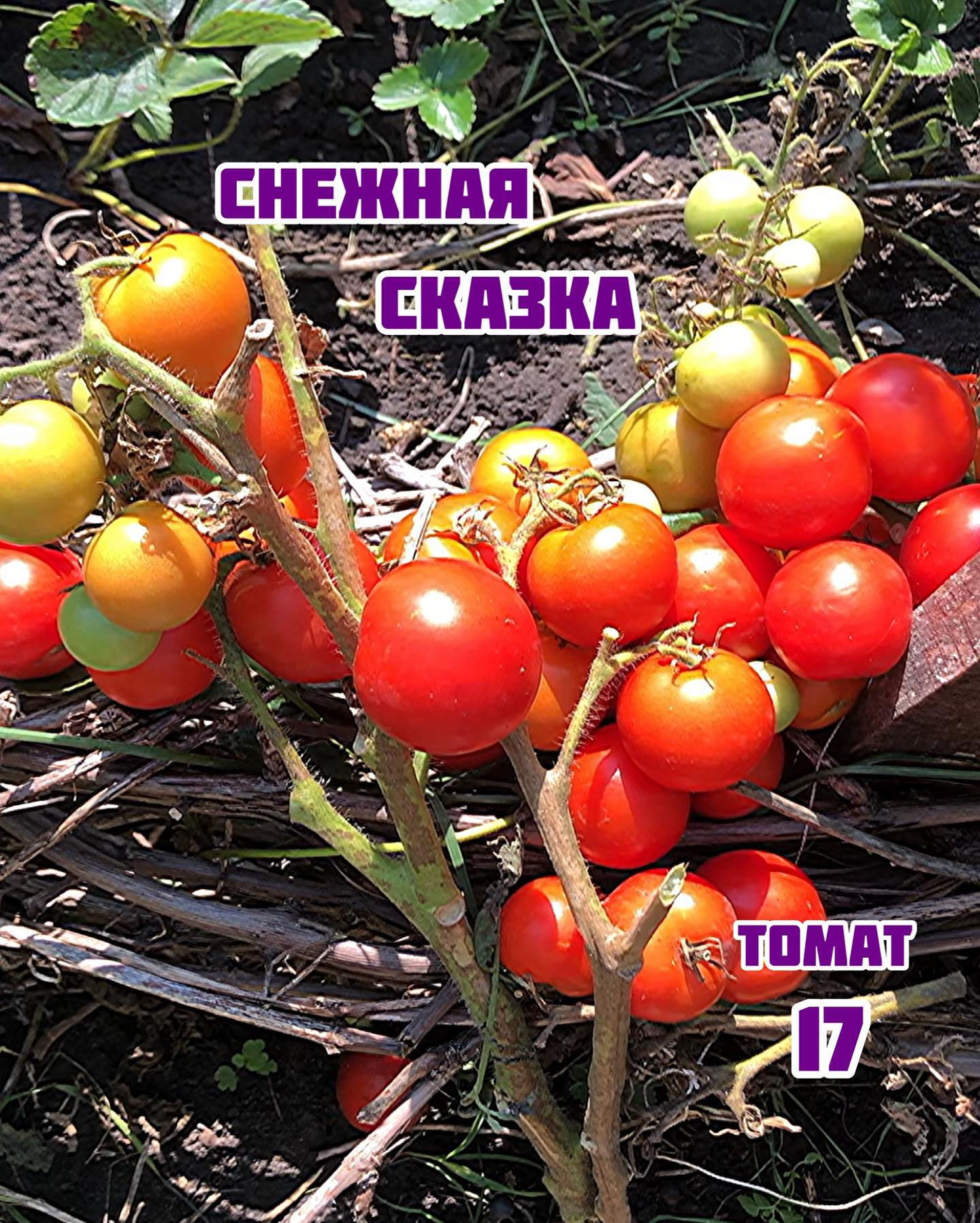 «Снежная сказка»