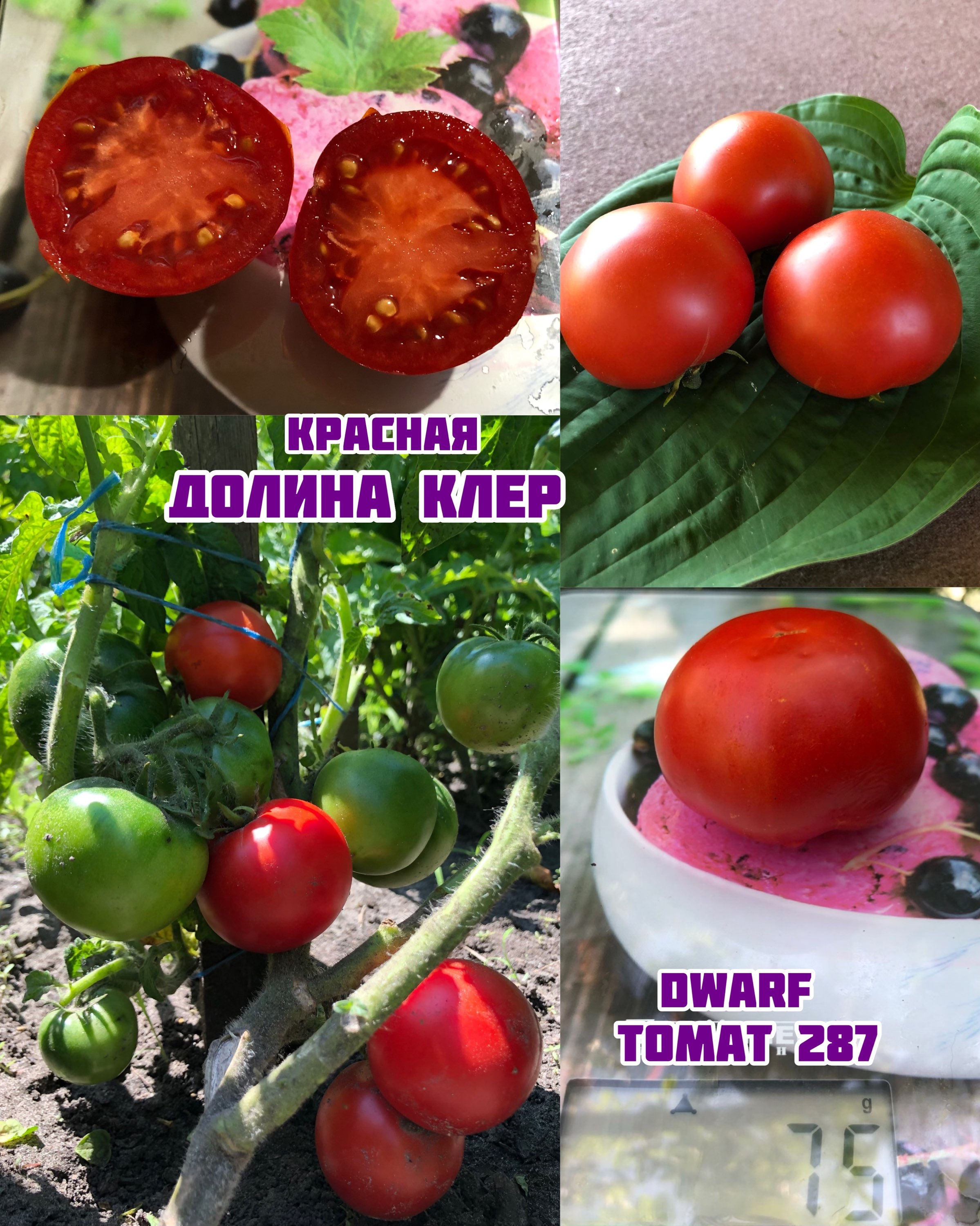 «Красная долина Клер»dwarf Clare valley red ,
