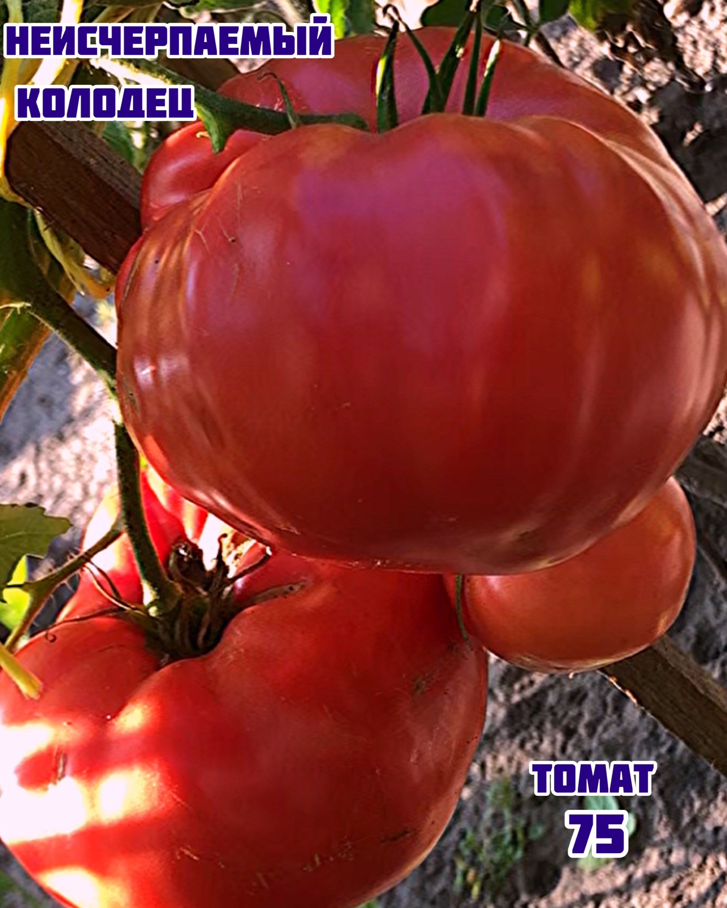 Томат «Неисчерпаемый колодец» Well Inexhaustible
