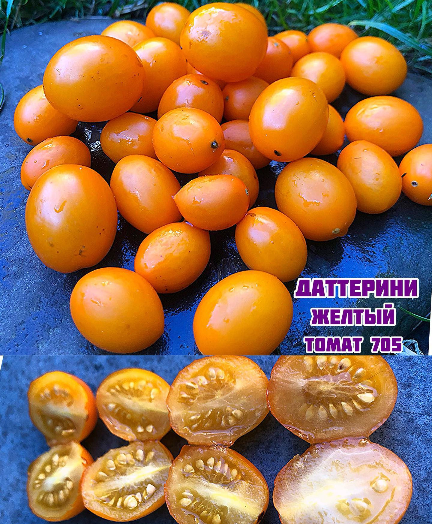 «Даттерини желтый»Datterini yellow