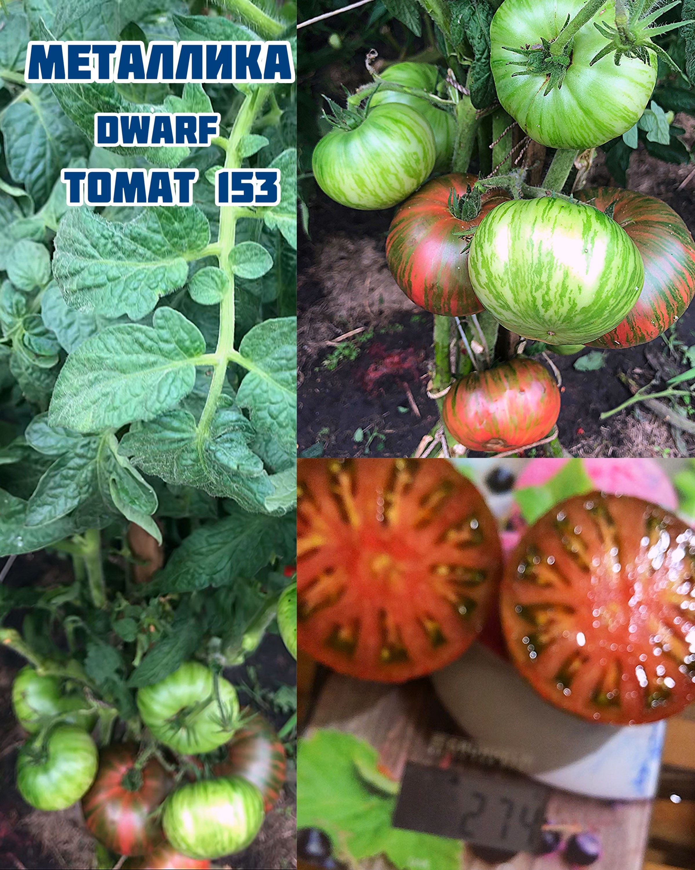 Томат «Металика»Dwarf Metallica