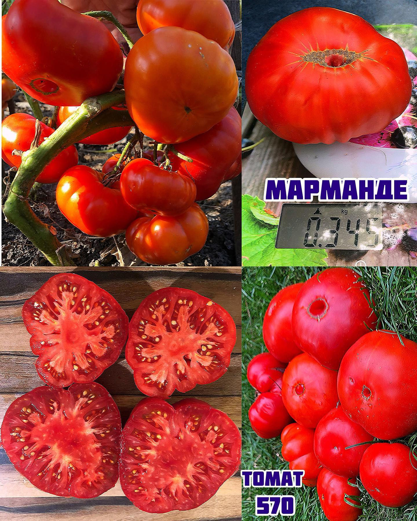 «Марманде»