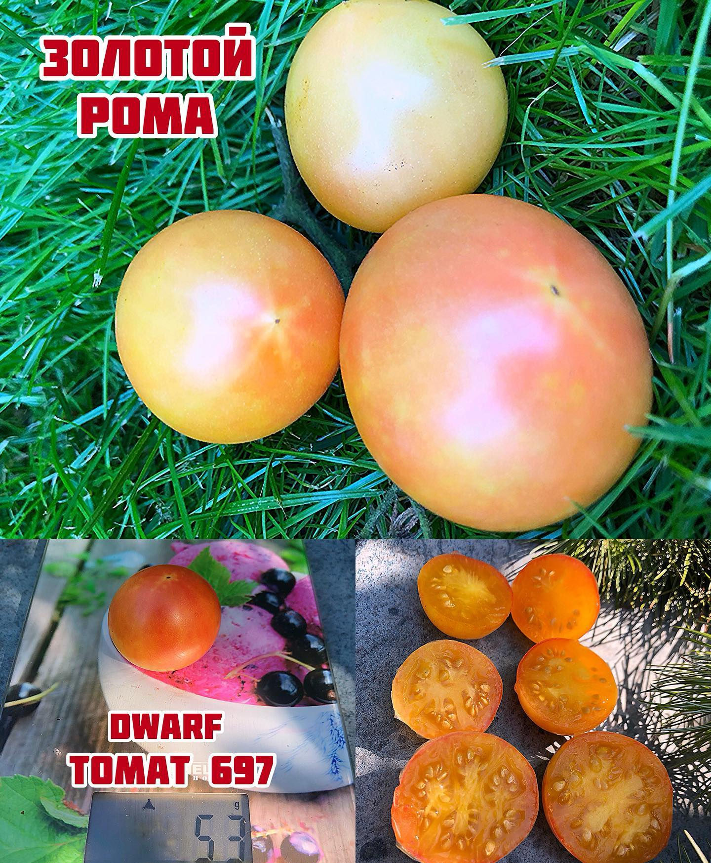«Золотой рома»Golden Roma