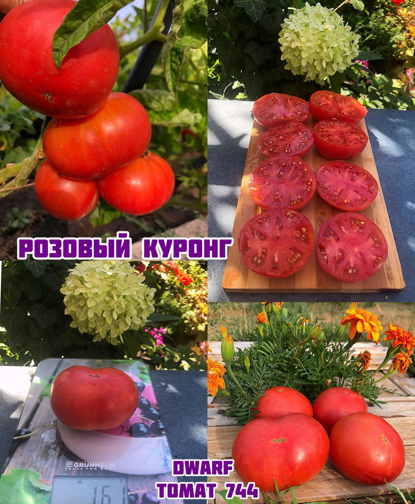 «Розовый Куронг»dwarf Coorong Pink